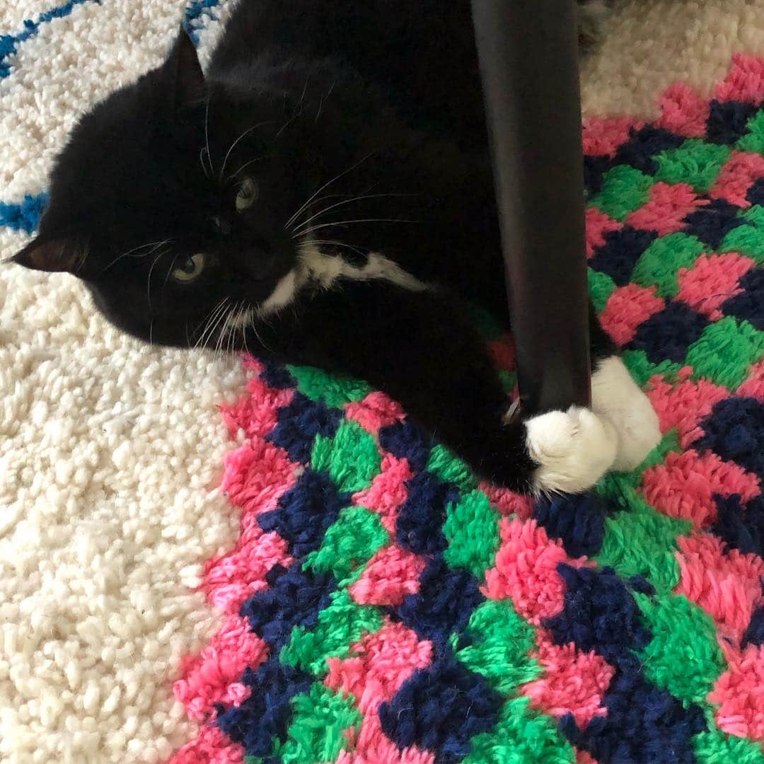 のインスタグラム：「Pole dancing 🕺🏻🐼 @theonetruefritz #fritzthecat #poledancing」