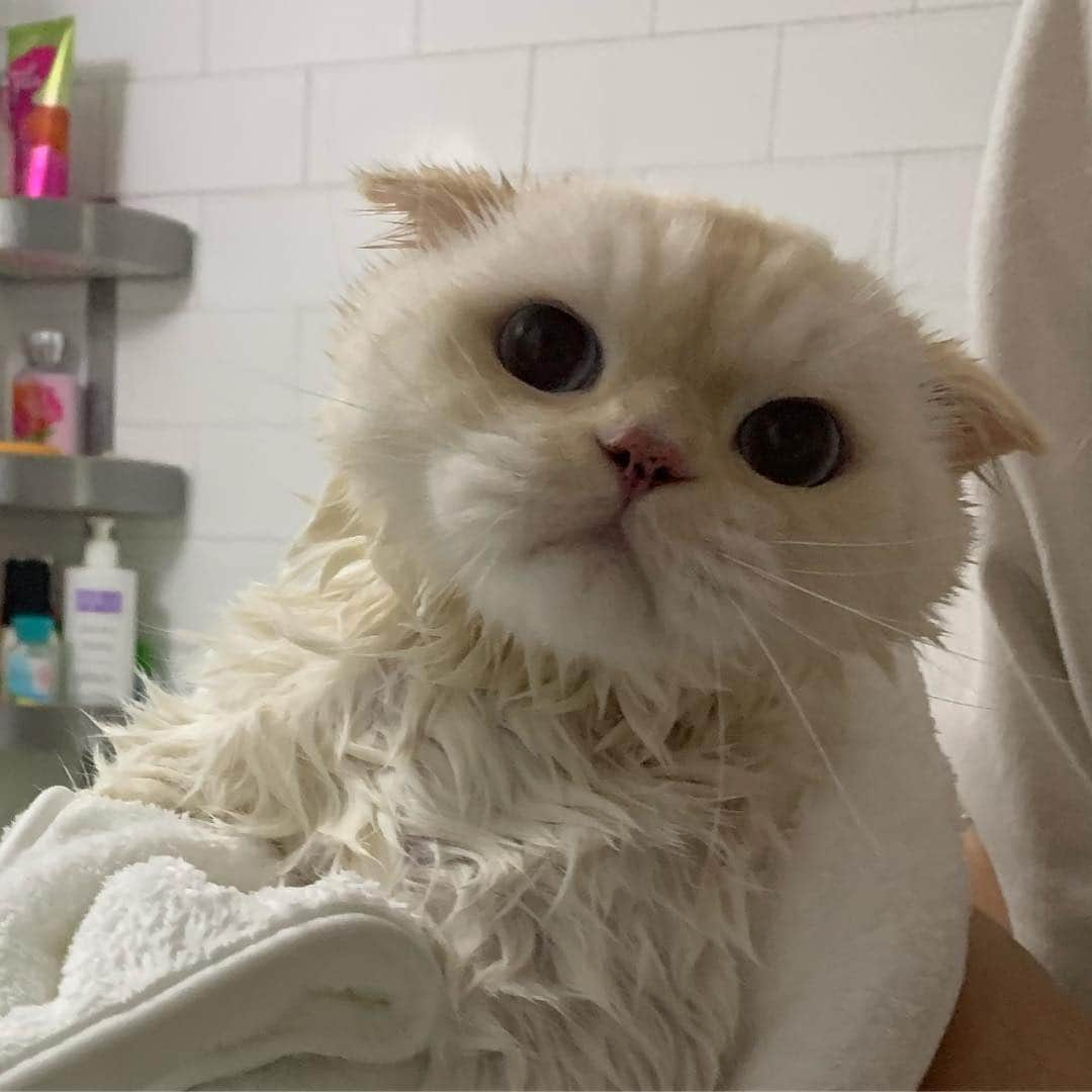 SoonMooさんのインスタグラム写真 - (SoonMooInstagram)「왜~ 슬픈 예감은 틀린 적이 없나~ 🛁🚿🧴 #약1년3개월만의_냥빨 #부들부들 #복수를꿈꾸며 #잠든아빠만계속노려보고있음 #순무 #SoonMoo」4月1日 2時20分 - soonmoo_cat