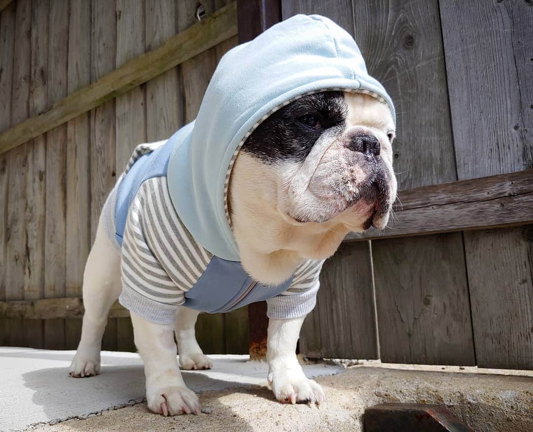 Manny The Frenchieのインスタグラム：「I'm up. Point me in the direction of brunch. Are you sure dogs can't have coffee?!💤🍳🥓🥞☕ #Sundayvibes」