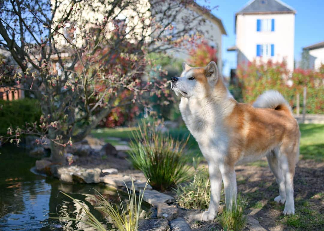 別府史之さんのインスタグラム写真 - (別府史之Instagram)「🐕 promenade #Rehabilitation #summertime #Printemps #Akitainu #jardinjaponais #🌸 #🇲🇫 #🇯🇵」4月1日 2時59分 - fumybeppu