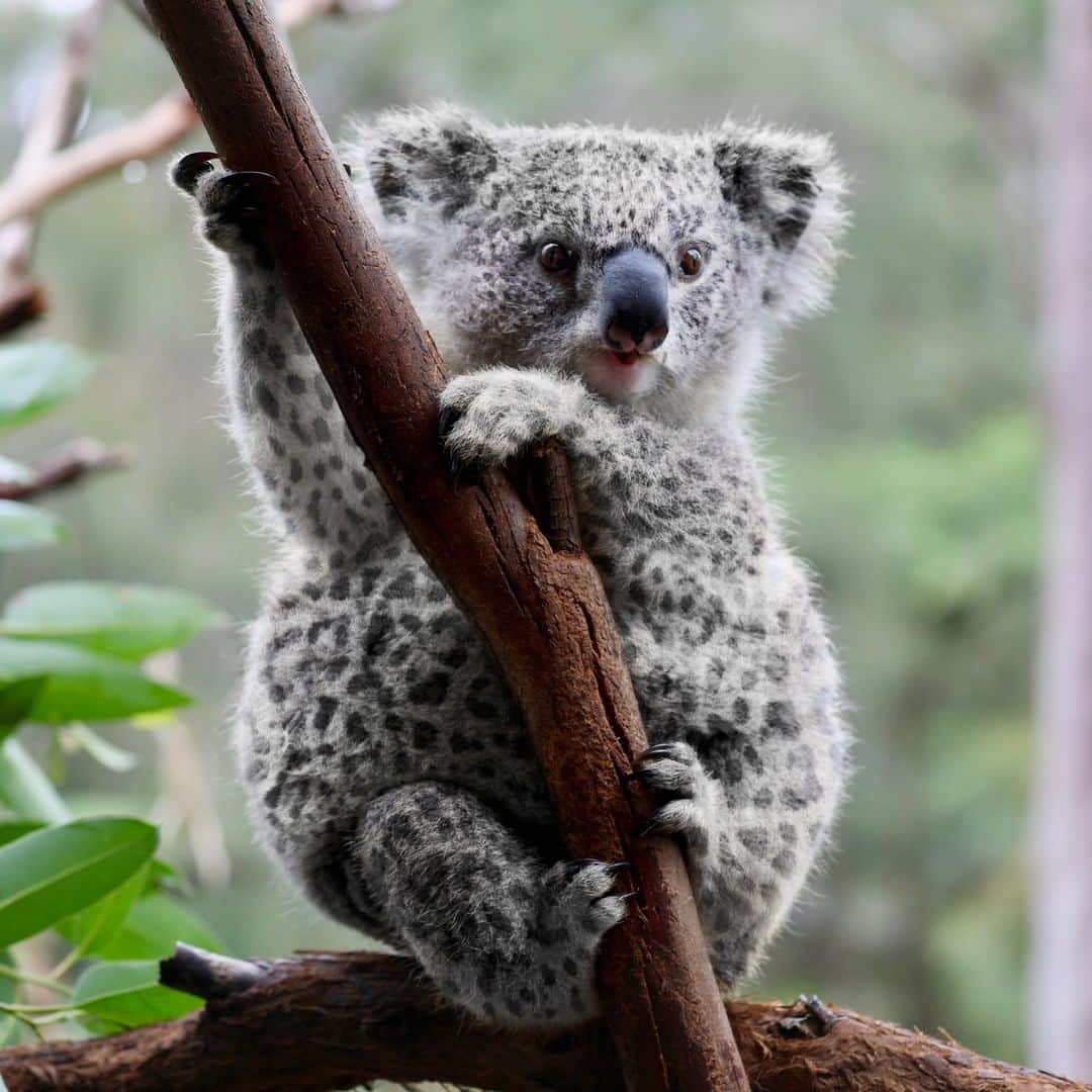 Australiaさんのインスタグラム写真 - (AustraliaInstagram)「It’s a little-known fact that some koala joeys are born with leopard print fur 🐨 We don’t yet know why only certain joeys are blessed with such incredible fashion sense, but we’re sure little April here is the envy of her friends. Whilst she may be a strong contender for the best-dressed #koala award right now, Australia’s leading marsupial experts have informed us that this chic pattern usually fades by the time these unique animals are around 12 months old. Sounds like April best make the most of her on-trend appearance while she can! #seeaustralia #wildlife #dailyfluff #australia」4月1日 3時00分 - australia