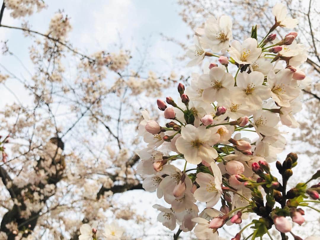 山口未来のインスタグラム：「. 今年もふらっとお花見🍻 なんで桜って見に行きたくなるんだろう。不思議。 そんなわけで、名古屋もまるっと2年です🙄 当初の予定とは変わり、3年目突入です🐗🐗🐗」