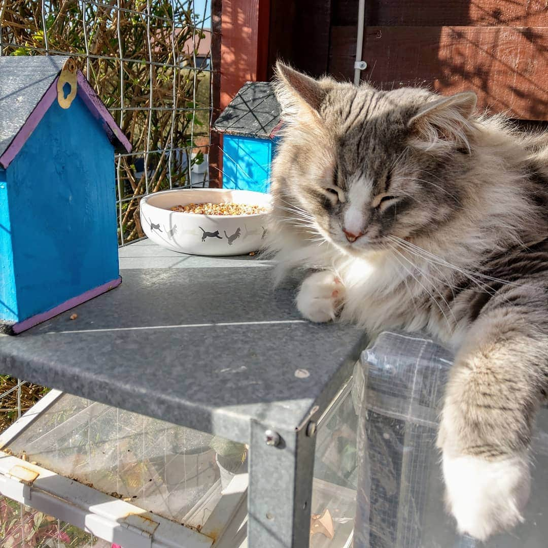 Nila & Miloさんのインスタグラム写真 - (Nila & MiloInstagram)「Here birdie, birdie... I can wait forever, you know. 😂🐦 #untiltheendoftime #prey #catventures」4月1日 3時34分 - nilamilo