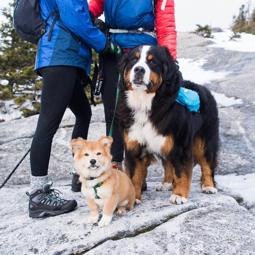 The Dogistさんのインスタグラム写真 - (The DogistInstagram)「Foster puppy & Waffle, Corgi/Jindo mix & Bernese Mountain Dog (4m/o & 4 y/o), Cardigan Mountain, Orange, NH • “He hiked up four miles all by himself. He got cold at the top and tried to huddle under me for warmth, so we put him back in the bag. Waffle ate at least a dozen ‘trail treats’ (dog poops) along the way.” @wafflenugget」4月1日 3時38分 - thedogist