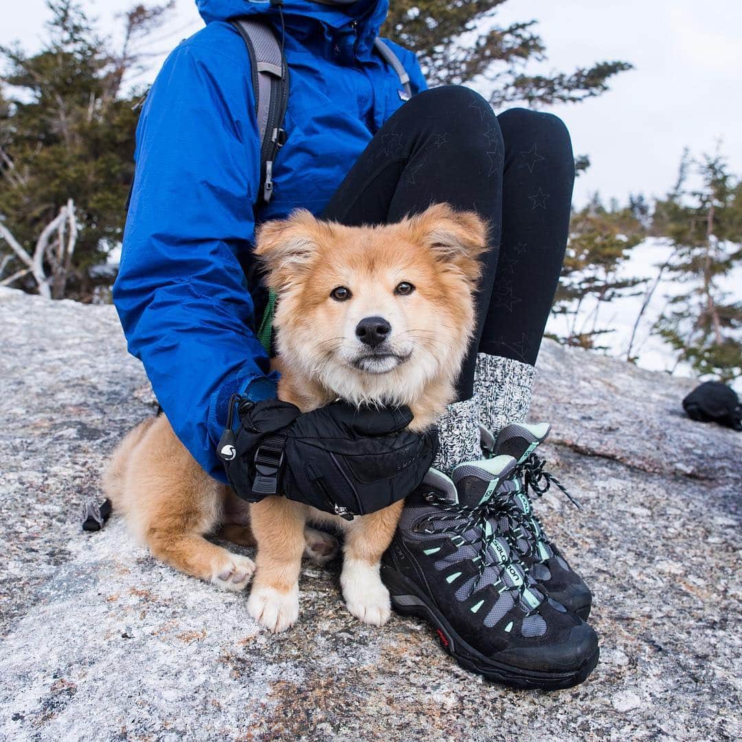 The Dogistさんのインスタグラム写真 - (The DogistInstagram)「Foster puppy & Waffle, Corgi/Jindo mix & Bernese Mountain Dog (4m/o & 4 y/o), Cardigan Mountain, Orange, NH • “He hiked up four miles all by himself. He got cold at the top and tried to huddle under me for warmth, so we put him back in the bag. Waffle ate at least a dozen ‘trail treats’ (dog poops) along the way.” @wafflenugget」4月1日 3時38分 - thedogist