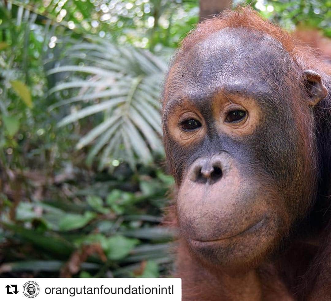 OFI Australiaさんのインスタグラム写真 - (OFI AustraliaInstagram)「Jambul2 was a 6-month old orphan when he was found and confiscated by OFI a number of years ago. Today, he has grown into a very calm and good natured orangutan. Still only a juvenile with the white skin circling his eyes symbolizing his youth, these eye patches will darken as he grows older and wiser. Like a delicious iced fruit bar ( his favorite snack!), Jambul2 has a sweet outer coating, instantly winning over onlookers, but a complicated complex centre completes his character | Image credit: @orangutanfoundationintl | If you would like your photo's featured by us please tag your images with #ofi_australia and we will credit you! 🐒 _____________________________________________ 🐒 OFIA Founder: Kobe Steele 💌 kobe@ofiaustralia.com | OFIA Patron and Ambassador: @drbirute @orangutanfoundationintl | OFIA Volunteers: Clare @clarelh89 |  www.orangutanfoundation.org.au 🐒  #orangutan #orphan #rescue #rehabilitate #release #BornToBeWild #Borneo #Indonesia #CampLeakey #orangutans #savetheorangutans #sayNOtopalmoil #palmoil #deforestation #destruction #rainforest #instagood #photooftheday #environment #nature #instanature #endangeredspecies #criticallyendangered #wildlife #orangutanfoundationintl #ofi #drbirute #ofi_australia #ofia #FosterAnOrangutanToday」4月1日 3時41分 - ofi_australia