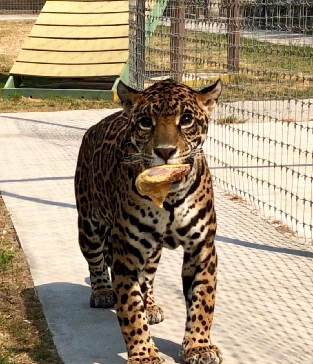 Black Jaguar-White Tiger さんのインスタグラム写真 - (Black Jaguar-White Tiger Instagram)「The Saint... #MaTzu #SaveJaguars  @lisettejo」4月1日 4時19分 - blackjaguarwhitetiger