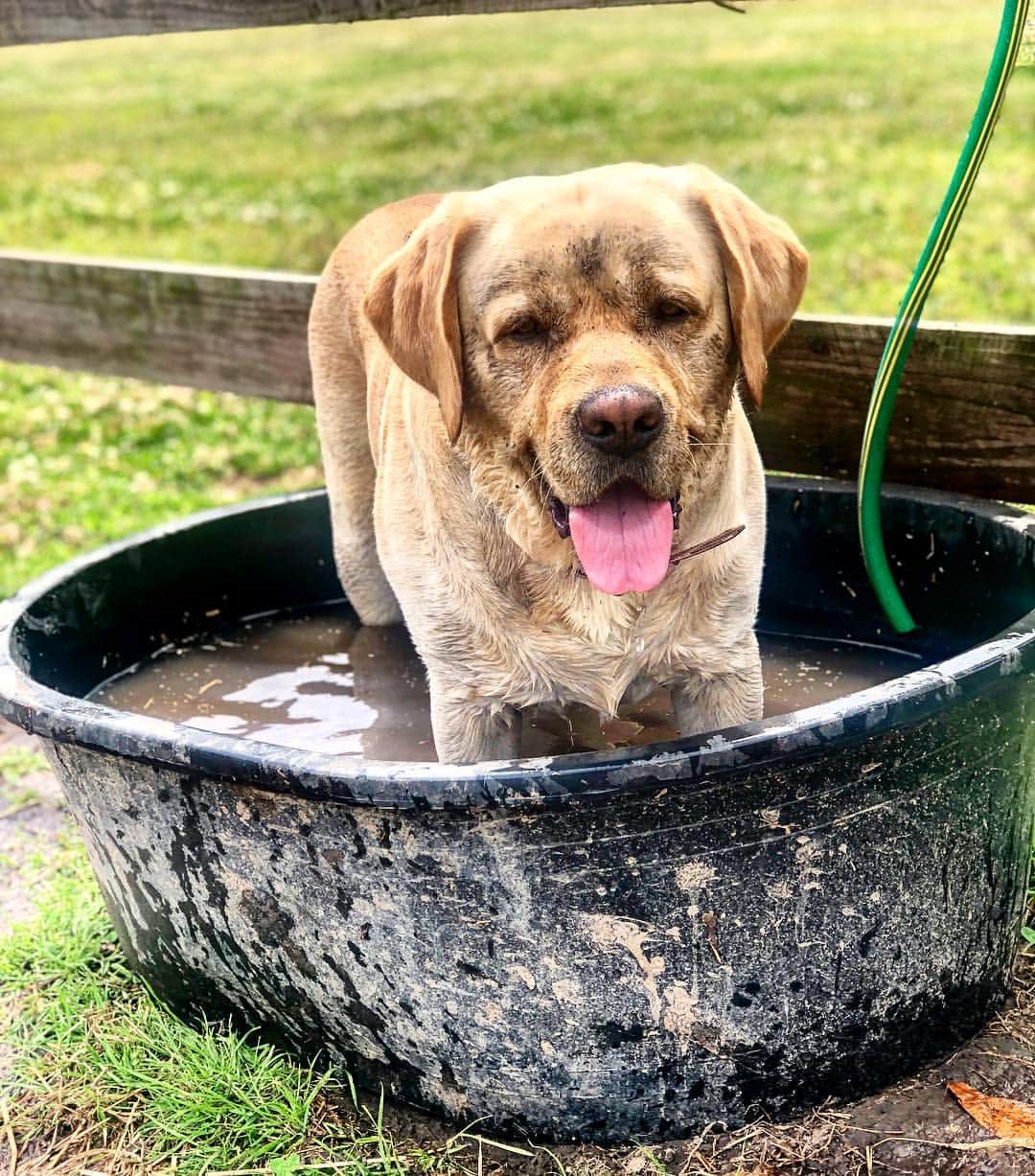 Huckのインスタグラム：「Sunday’s are for jumping in the horse troughs 🤙🏼💦🐴 #talesofalab #thelablove_feature #fab_labs_ #labrador_class #yellowlabsofinstagram #instalabs #labphotooftheday #huckthehunk #retrieversgram #worldofmylab #englishlabrador」