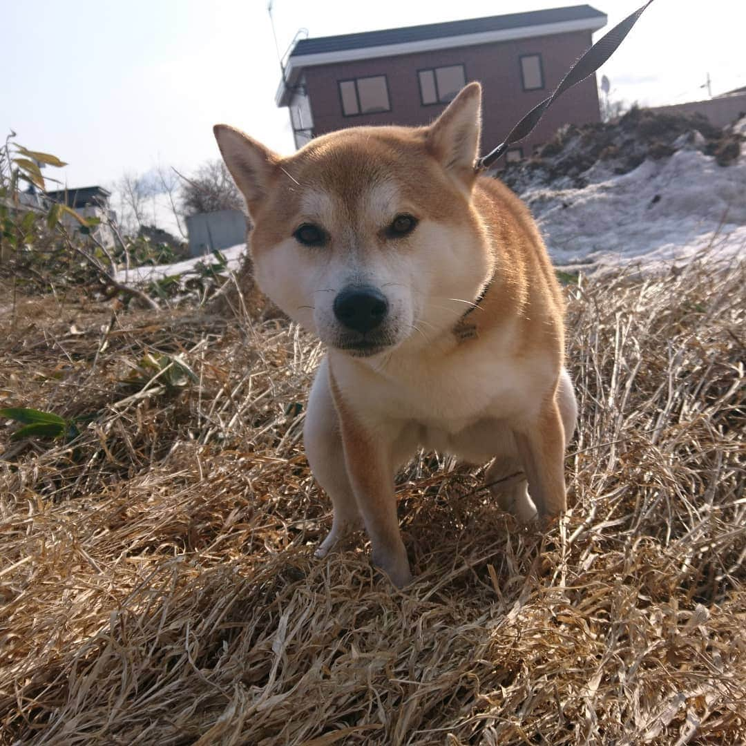 柴犬⭐️サスケさんのインスタグラム写真 - (柴犬⭐️サスケInstagram)「こんにちわん #朝ん歩 #今日の💩#茶助#暖かい#ポカポカ #🐶📷 #pecoいぬ部 #shibagram #shibasnap #犬ら部#犬バカ部#柴犬#赤柴#わんだフォ#愛犬#犬ら部#ふわもこ部#しばいぬ#日本犬#🐕📷#shibagram#shibastagram#Japanesedog#시바견#시바이누#시바스타그램#kaumo#pecoいぬ部#柴北会#family#dog#shibainu#shiba」4月1日 13時54分 - shiba20150405