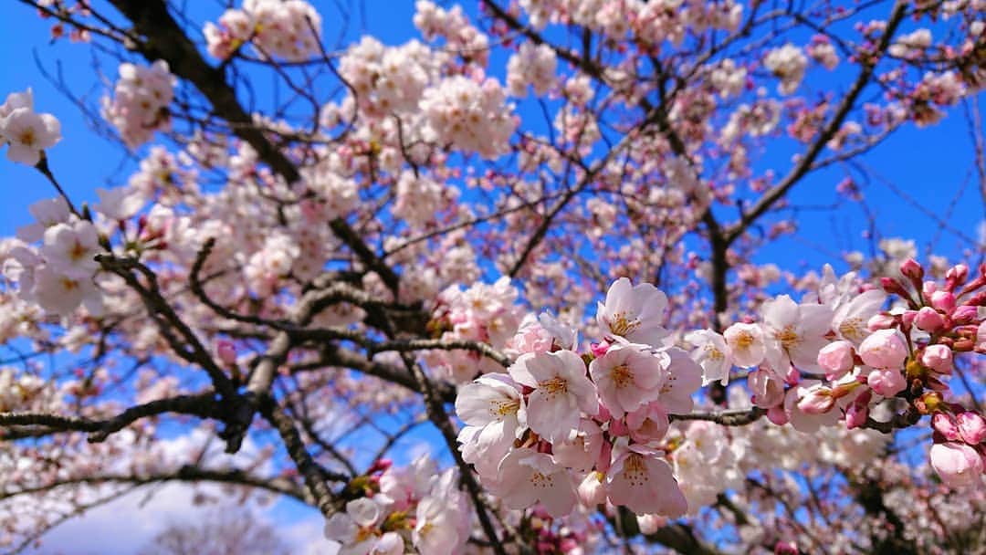 REIKAさんのインスタグラム写真 - (REIKAInstagram)「. 🌸桜🌸満開🌸 🌸cherryblossom🌸  #京都 #kyoto #cherryblossom #桜」4月1日 13時55分 - reika_japan