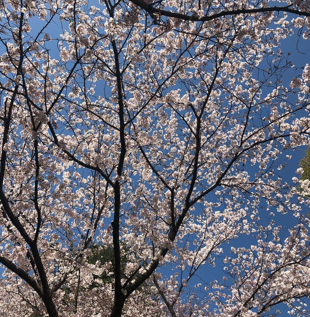 菊池良子さんのインスタグラム写真 - (菊池良子Instagram)「新年度スタート🌸  今年度もよろしくお願いします🤗  福岡県久留米市にある篠山城跡の桜🌸満開でした^_^  少し風が冷たいので花冷えしないように😷  #桜 #お花見 #新年度 #観光 #久留米市 #篠山城 #篠山城跡 #撮影母 #満開 #きれい #加工なし  ストーリーに動画up🌸」4月1日 14時07分 - kikuryo627happy