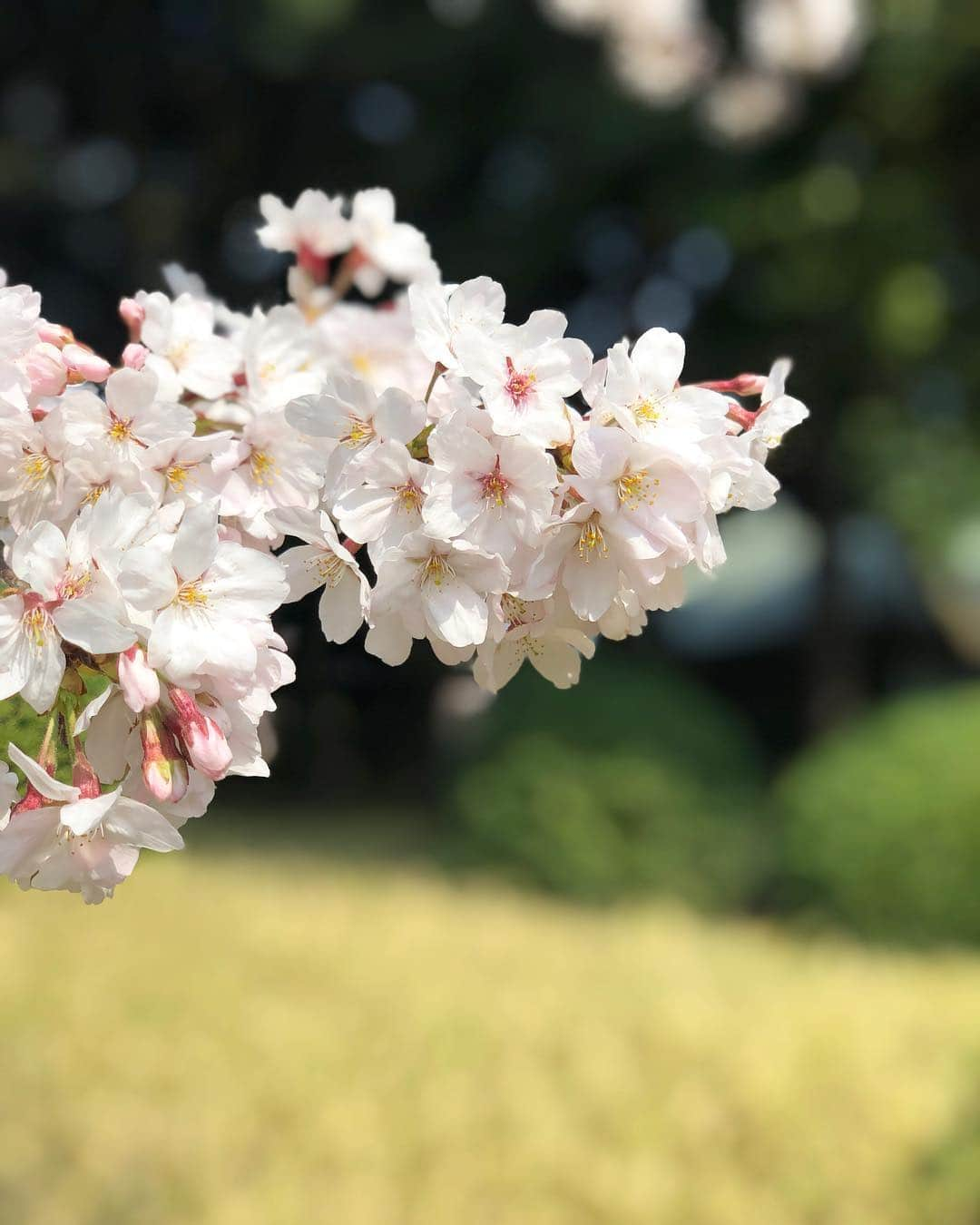 Ayaさんのインスタグラム写真 - (AyaInstagram)「新元号 「令和」に決まりましたね 平成もあと1ヶ月。 . 新宿御苑の桜はとてもキレイでした🌸 . #お花見#新宿御苑 #新元号」4月1日 14時07分 - aya_green1010