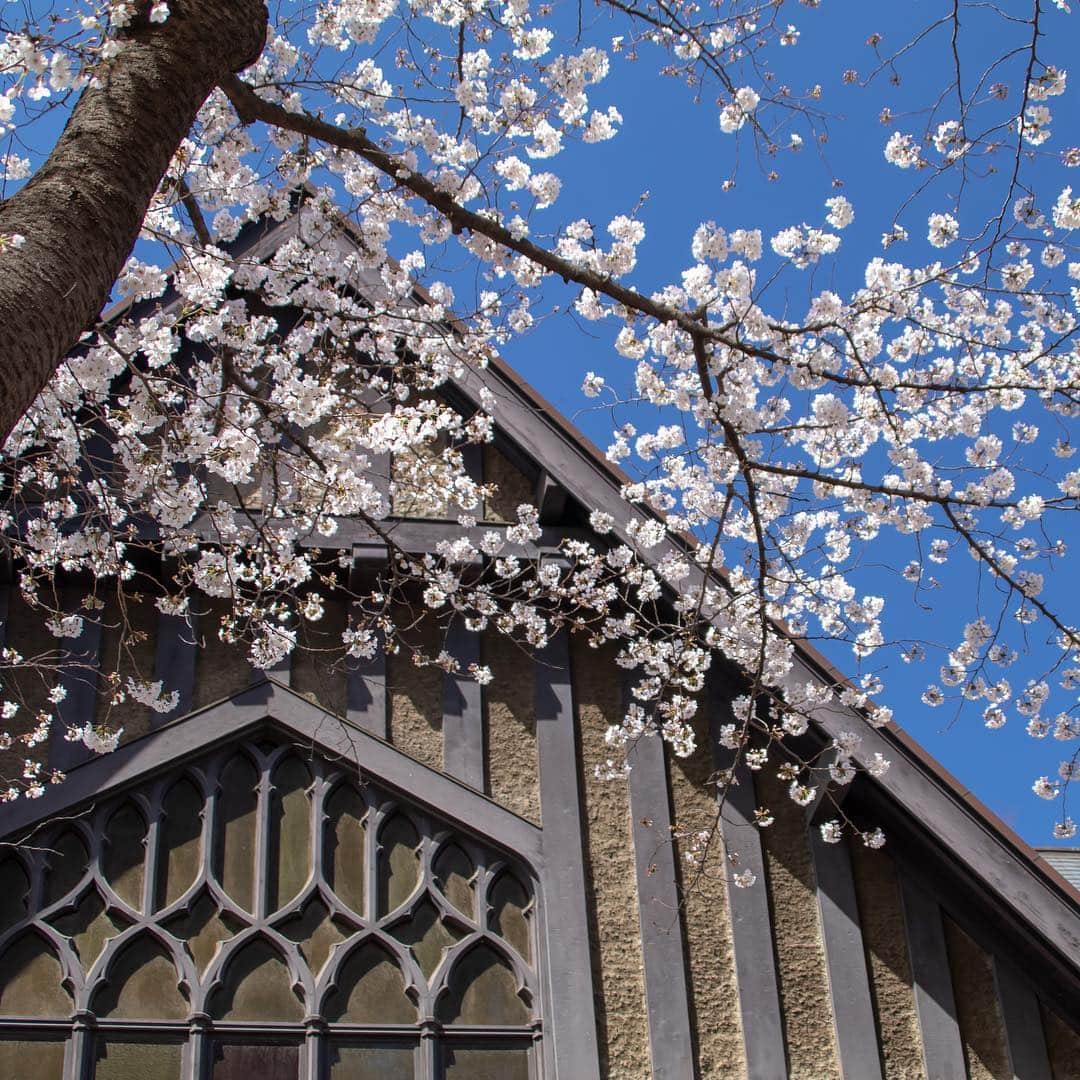 Meiji Gakuin/明治学院大学/明学さんのインスタグラム写真 - (Meiji Gakuin/明治学院大学/明学Instagram)「晴天のもと、白金キャンパスの桜は満開！ チャペルでは入学式が行われています。 新入生の皆さん、ご入学おめでとうございます。  #春 #桜 #サクラ咲く #大学 #明学 #学生 #白金 #大学生 #明治学院大学 #best #insta #photo #meijigakuin #university #instagood #instalike #instagram #instacollage  #cherryblossoms」4月1日 14時24分 - mguniv