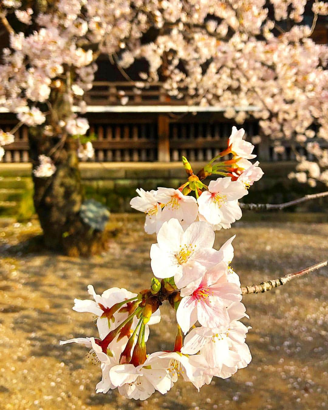 tsuno2noさんのインスタグラム写真 - (tsuno2noInstagram)「1.April.2019 新元号「令和」🎌🌸 . #ザ壁部 #igersjp #instagram #こんななの #minimalint #9minimal7 #ic_minimal #arkiminimal #rsa_minimal #minimalzine #indies_gram #tv_simplicity #popyacolour #jj_minimalart #arte_minimal #タグキング👑 #minimalmood #soulminimalist #indies_minimal #screen_archive #ink361_minimal #instagramjapan #minimal_greece #ig_minimalshots #unlimitedminimal #paradiseofminimal #minimalexperience #minimal_perfection #jj_doorsandwindows #ihaveathingforminimal .」4月1日 14時28分 - tsuno2no