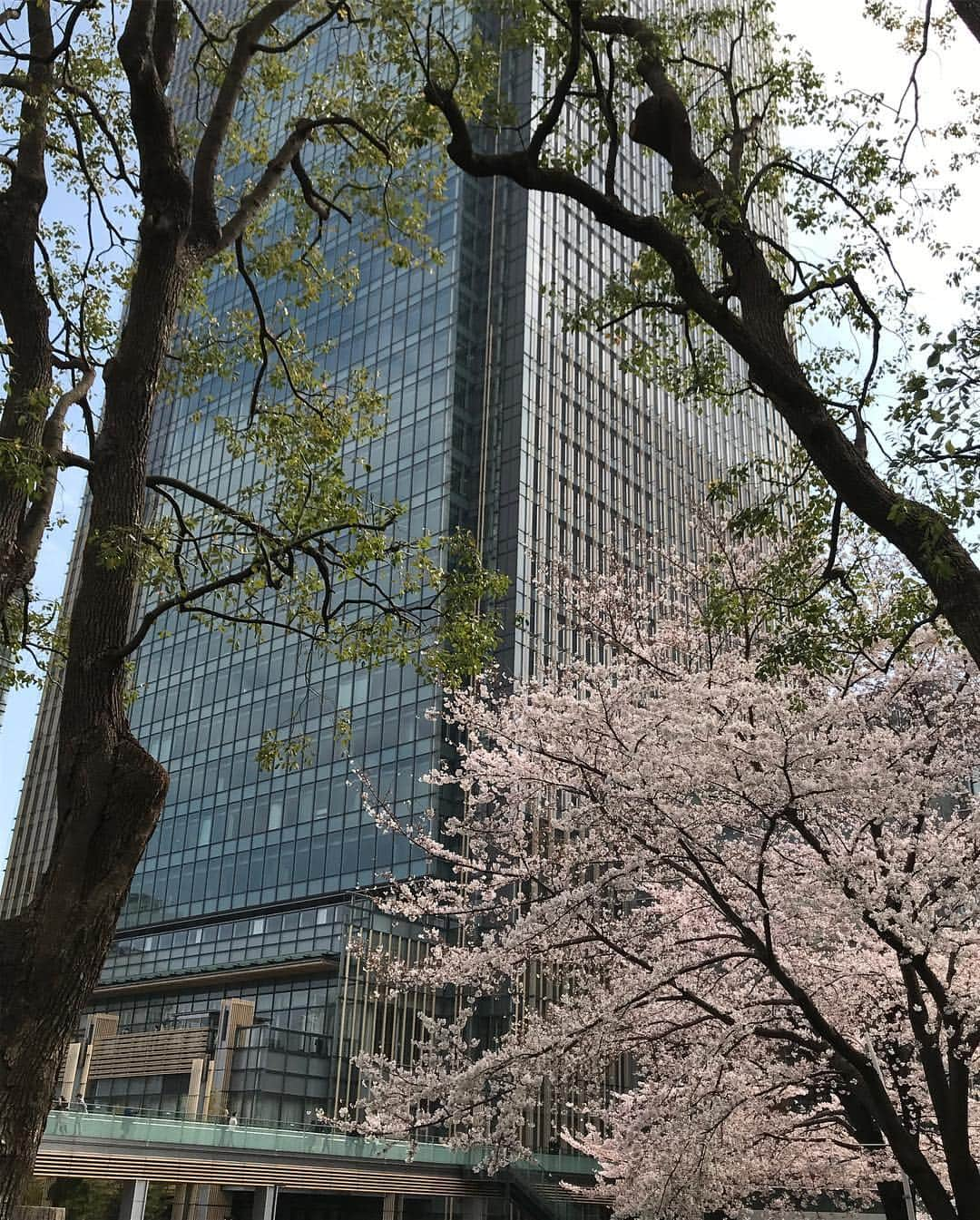 駒田奈美さんのインスタグラム写真 - (駒田奈美Instagram)「・ ・ ・ 昨日はお花見🌸 ・ ・ 六本木ミッドタウンの桜 ・ 少し肌寒かったけど… ・ たくさんの人で賑わってました♪ ・ ・ ・ #駒田奈美#オスカープロモーション#モデル#お花見#桜#六本木#ミッドタウン#綺麗#花見客」4月1日 14時29分 - nami.komada