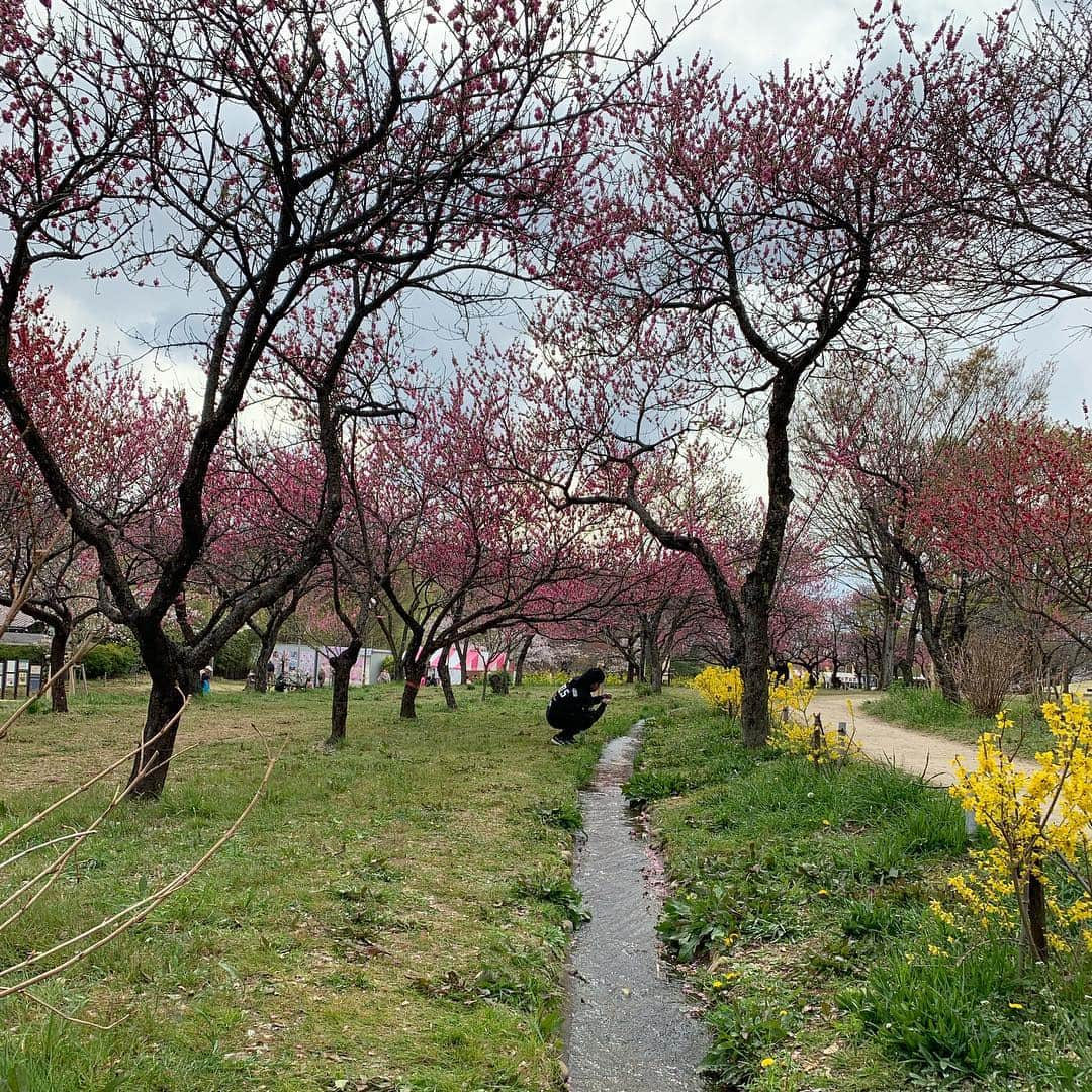 向日葵?さんのインスタグラム写真 - (向日葵?Instagram)「桃の花😊 茨城県の桜満開は もう少しかな~🌸 ＊ #犬#ダックス#ダックスフンド#ミニチュアダックス#dachs#いぬぐみ📛#pecoいぬ部#シニア犬 #よく寝るシニア犬#わんぱく部#サンデイ#todayswanko #east_dog_japan #ボンボンハイスクール#桃まつり」4月1日 14時39分 - hinata.miyuki