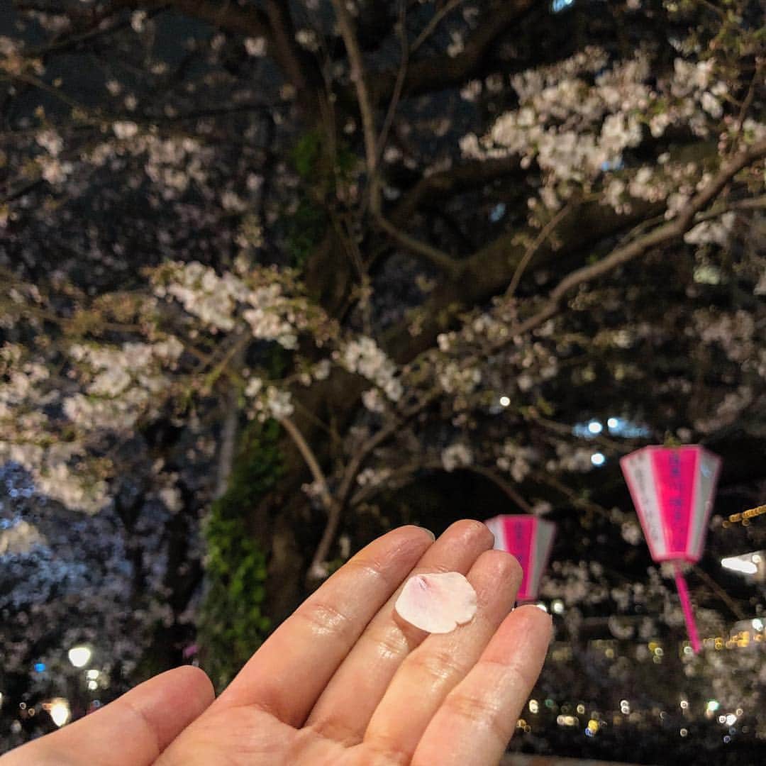DJ mariennuのインスタグラム：「Hello🌸April. この前中目黒で夜桜見てたらね、 頭にチョンって。何か触った？と思って手で触ったら、この桜の花びらでした😌  愛くるしくて可愛くて家に持って帰っちゃった🌸」