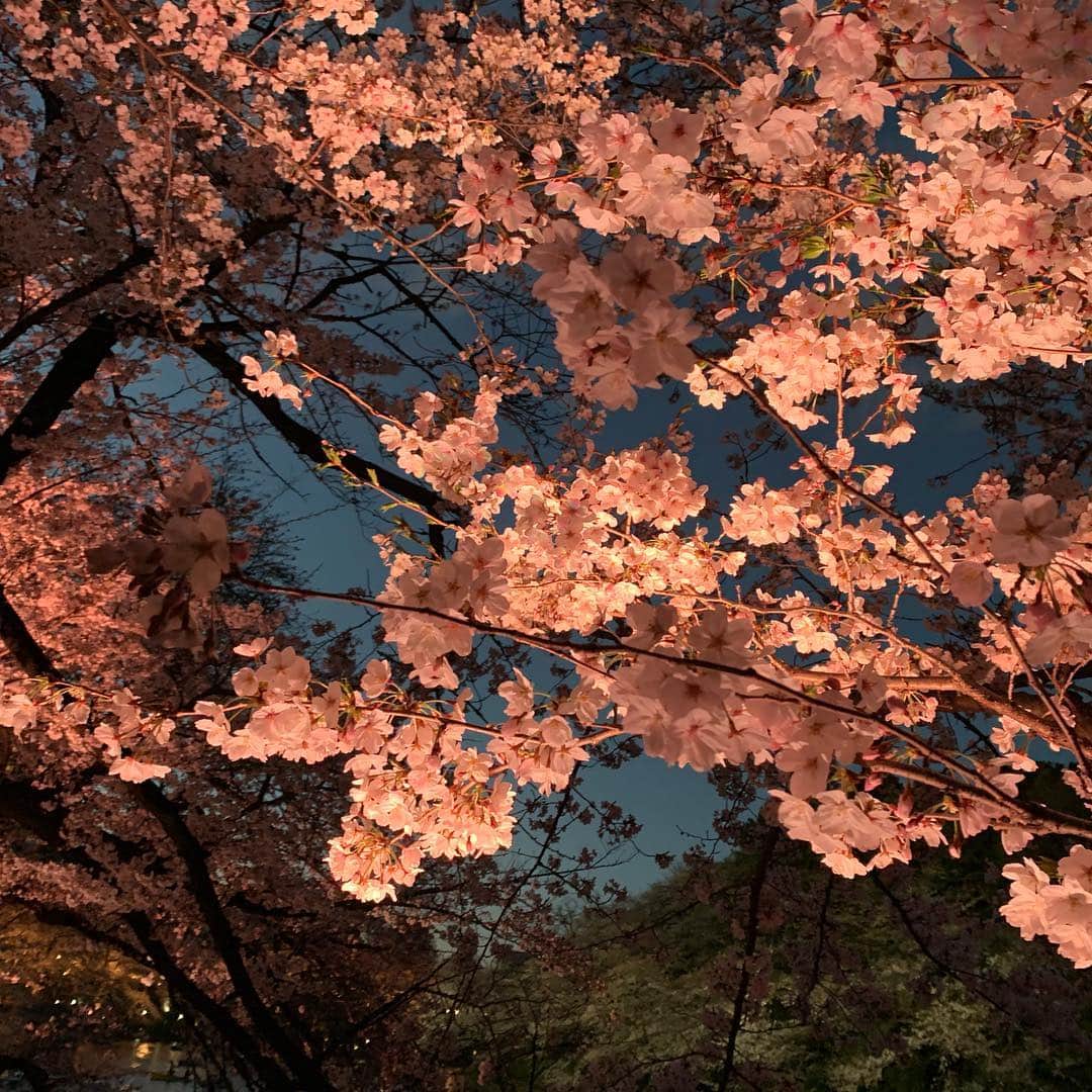 皇居ランナビのインスタグラム：「千代田さくらまつり。 昼のお花見もいいけれど、夜の桜の美しさは別格✨  千鳥ヶ淵緑道のライトアップされた夜桜は必見ですよ😊  さくらまつりは4/7まで〜  #皇居ランナビ #皇居ラン #ミズノで皇居ラン #ミズノで女子ラン #ランニング女子 #ランニング #ハシリマスタグラム #ランナ#workout #instagood #run #jog #fitness #tokyo #imperialpalace #japan #走るひと #走る人 #followme #おもてなし #おもてなしランナー #running #runningday #jogging #marathontraining#桜#千代田さくらまつり」