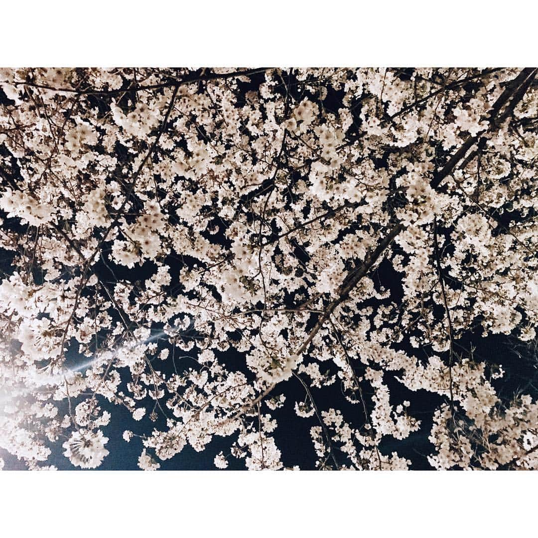 紗栄子さんのインスタグラム写真 - (紗栄子Instagram)「ただいま日本🌸 そして新元号「令和」。 綺麗な響きに凛とした字面。 良き時代となりますように。 #令和」4月1日 14時55分 - saekoofficial