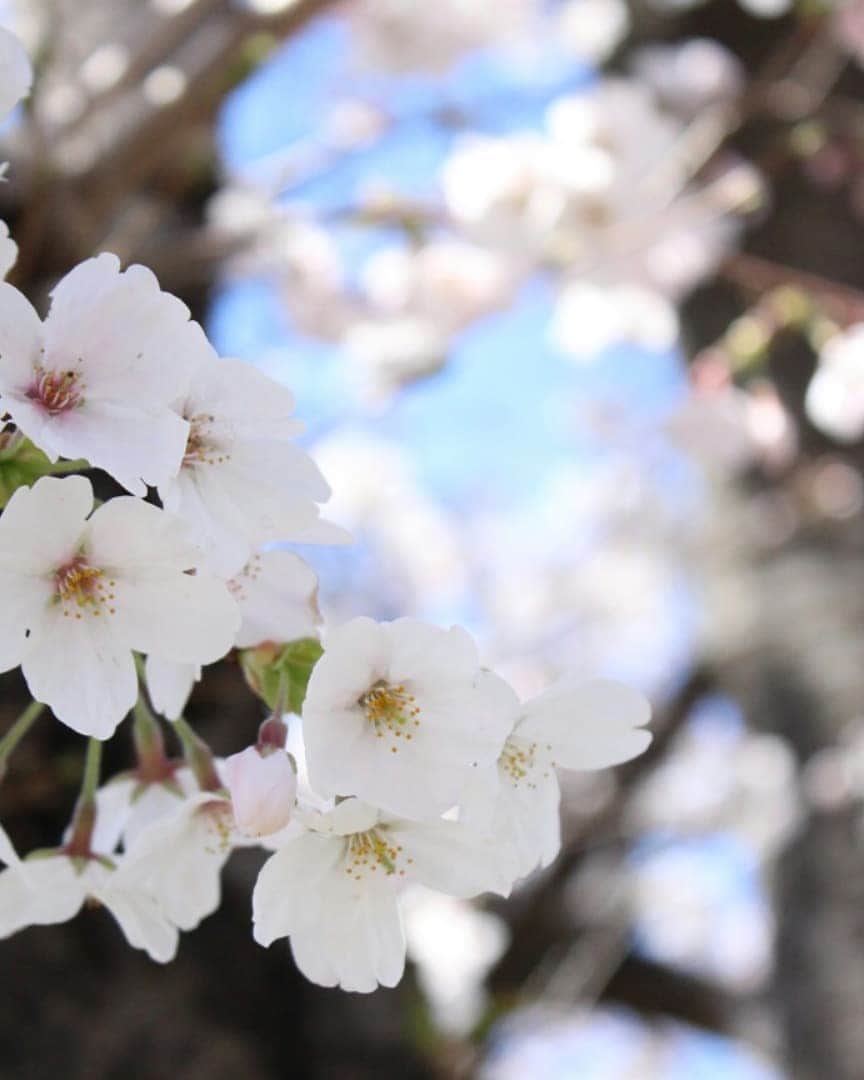 ❃ren❃さんのインスタグラム写真 - (❃ren❃Instagram)「今日も桜🌸を見に、違う公園へ🌸 低い位置に桜があまり咲いてなくて、こっちゃんと桜の写真がなかなか撮れないし、あまり桜写ってない(笑) しばらく続きますが、お付き合いください💓 ＊ いつも見ていただきありがとうございます😌💓 ＊ #桜とこはく #桜感あまりなし #満開まではまだまだ #低い位置の桜しか撮れない #桜食べようとするこっちゃん #うちのモデル犬 #琥珀#こはく#こっちゃん#暴れん坊#ビビり犬#ブラックタンダックス#ダックス#ミニチュアダックス#ミニチュアダックスフンド#短足部#チームぶさ顔#dog#dachshund #レオン大好き#自慢の息子#これからもずっと大切な家族#いつも見守ってくれてありがとう #写真を撮るのが好き」4月1日 14時58分 - ren1008