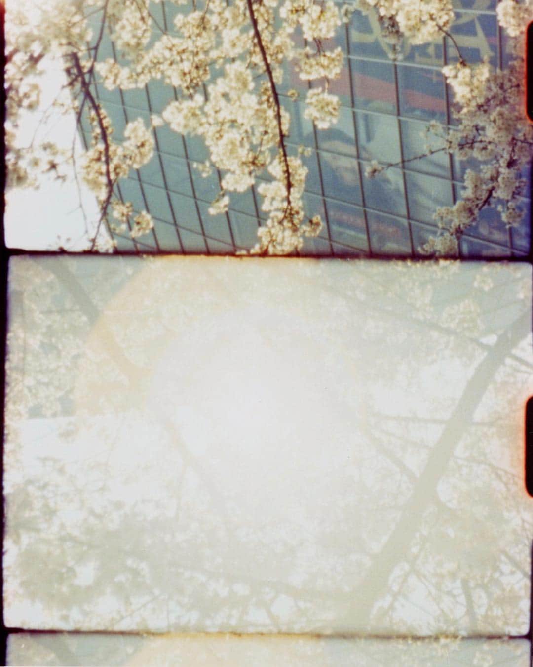 奥山由之さんのインスタグラム写真 - (奥山由之Instagram)「#cherryblossom #tokyo #roppongihills」4月1日 15時03分 - yoshiyukiokuyama