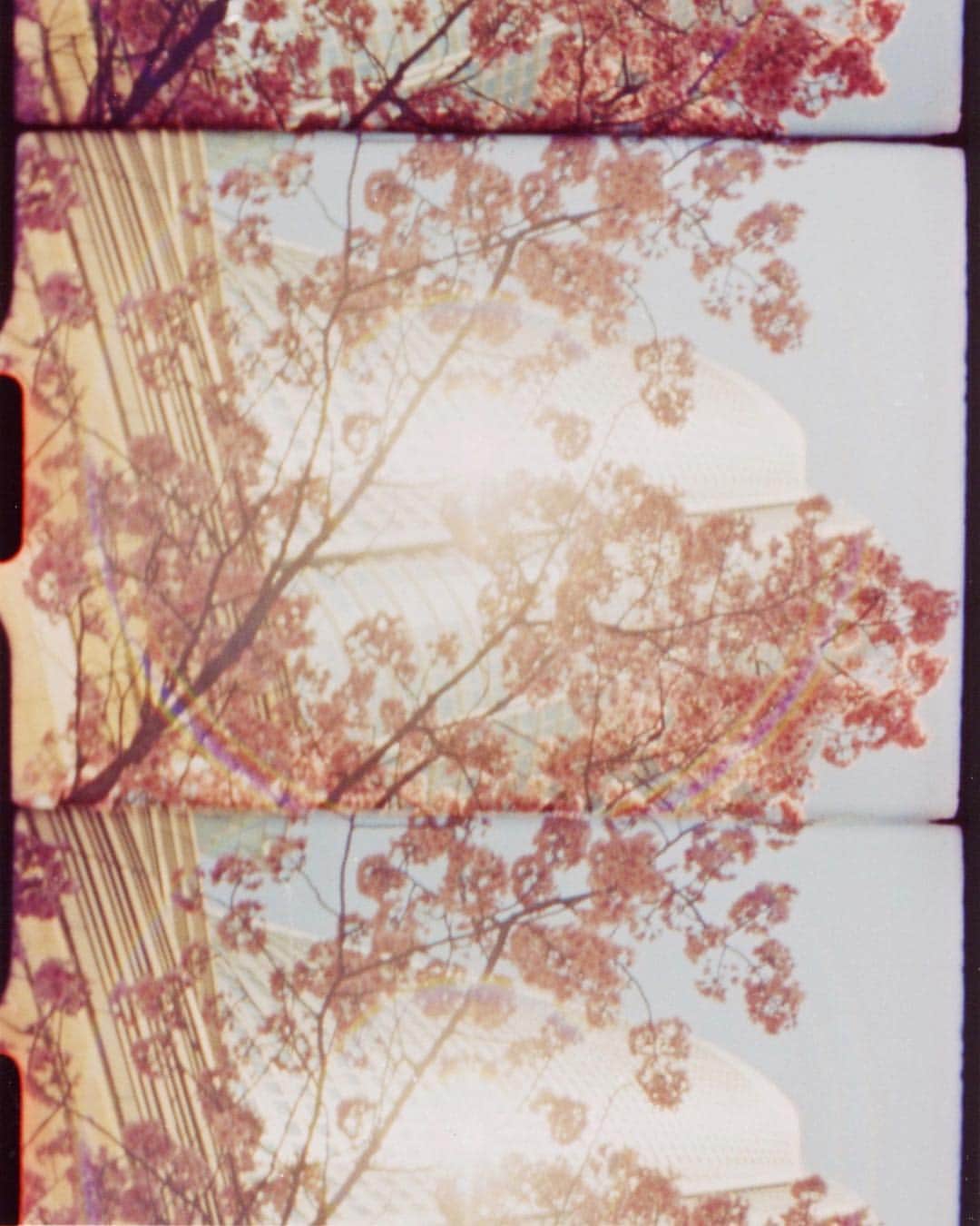 奥山由之さんのインスタグラム写真 - (奥山由之Instagram)「#cherryblossom #tokyo #roppongihills」4月1日 15時03分 - yoshiyukiokuyama