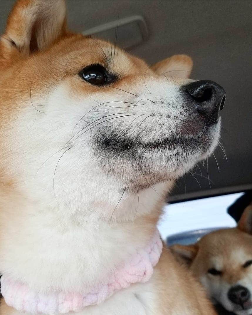 柴犬たま Shibainu Tamaさんのインスタグラム写真 - (柴犬たま Shibainu TamaInstagram)「なんかいた(笑) * Caption trans🇬🇧 I found it(lol) * #柴犬たま #たママ #たま家族 #柴犬ミケ #ドライブ #ミケもいるよ #存在感 #あご乗せ #ブサ顔 #かなりひし形 #柴犬 #shiba #shibainu #shibastagram #犬 #dog #多頭飼い」4月1日 15時05分 - tama7653