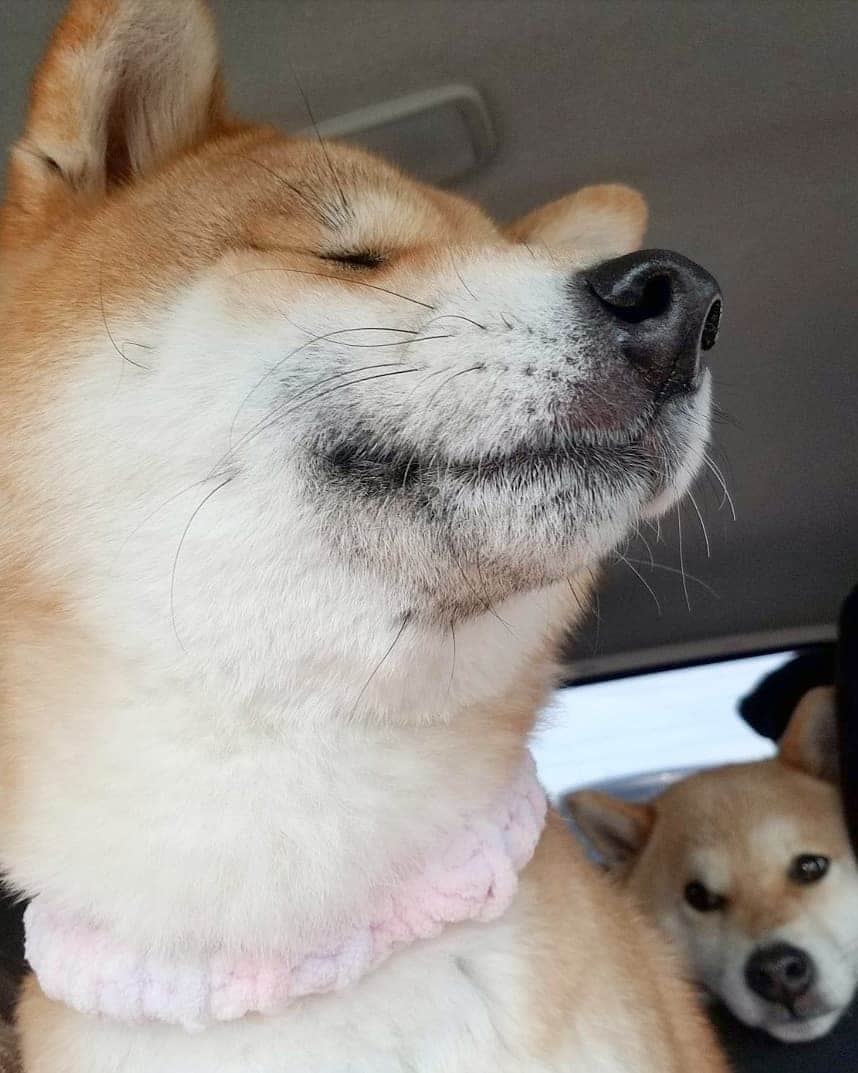 柴犬たま Shibainu Tamaさんのインスタグラム写真 - (柴犬たま Shibainu TamaInstagram)「なんかいた(笑) * Caption trans🇬🇧 I found it(lol) * #柴犬たま #たママ #たま家族 #柴犬ミケ #ドライブ #ミケもいるよ #存在感 #あご乗せ #ブサ顔 #かなりひし形 #柴犬 #shiba #shibainu #shibastagram #犬 #dog #多頭飼い」4月1日 15時05分 - tama7653