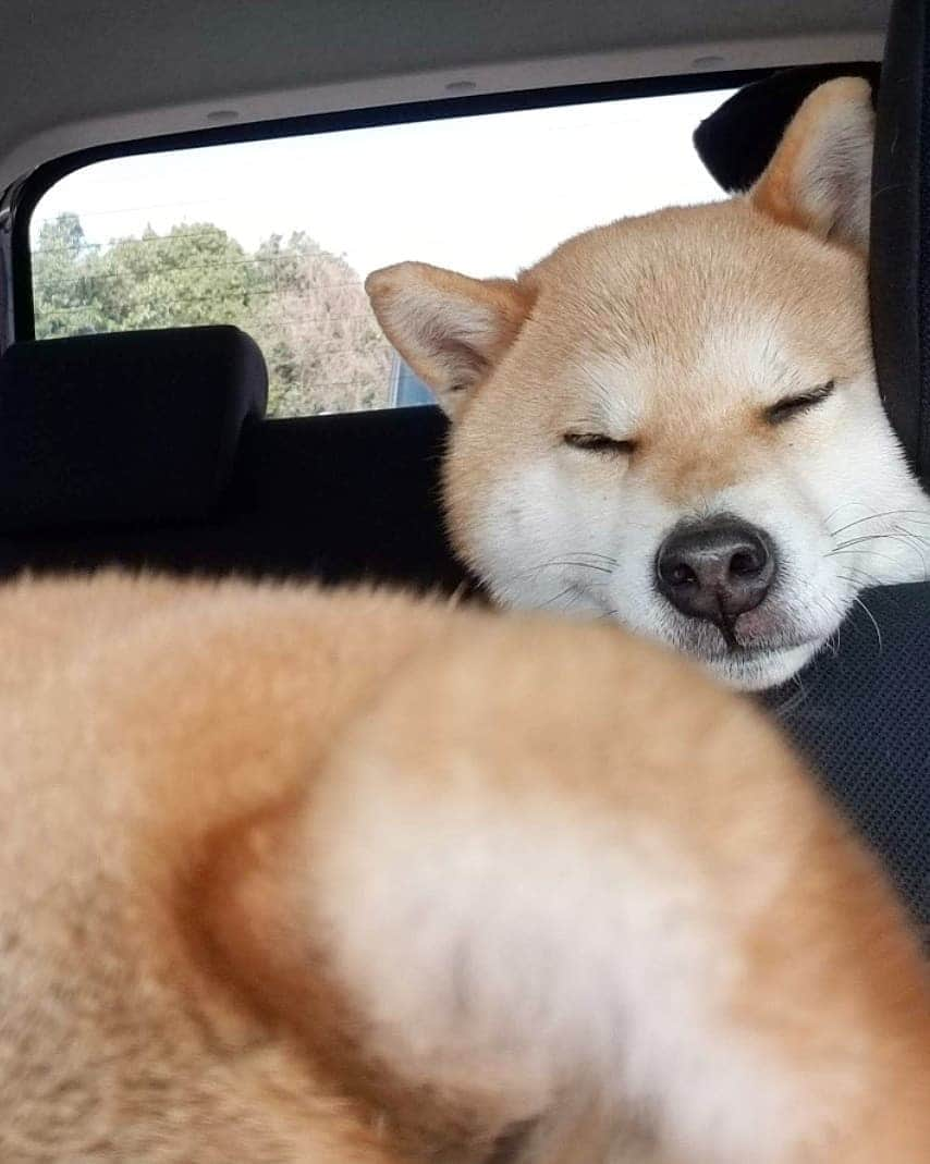 柴犬たま Shibainu Tamaさんのインスタグラム写真 - (柴犬たま Shibainu TamaInstagram)「なんかいた(笑) * Caption trans🇬🇧 I found it(lol) * #柴犬たま #たママ #たま家族 #柴犬ミケ #ドライブ #ミケもいるよ #存在感 #あご乗せ #ブサ顔 #かなりひし形 #柴犬 #shiba #shibainu #shibastagram #犬 #dog #多頭飼い」4月1日 15時05分 - tama7653