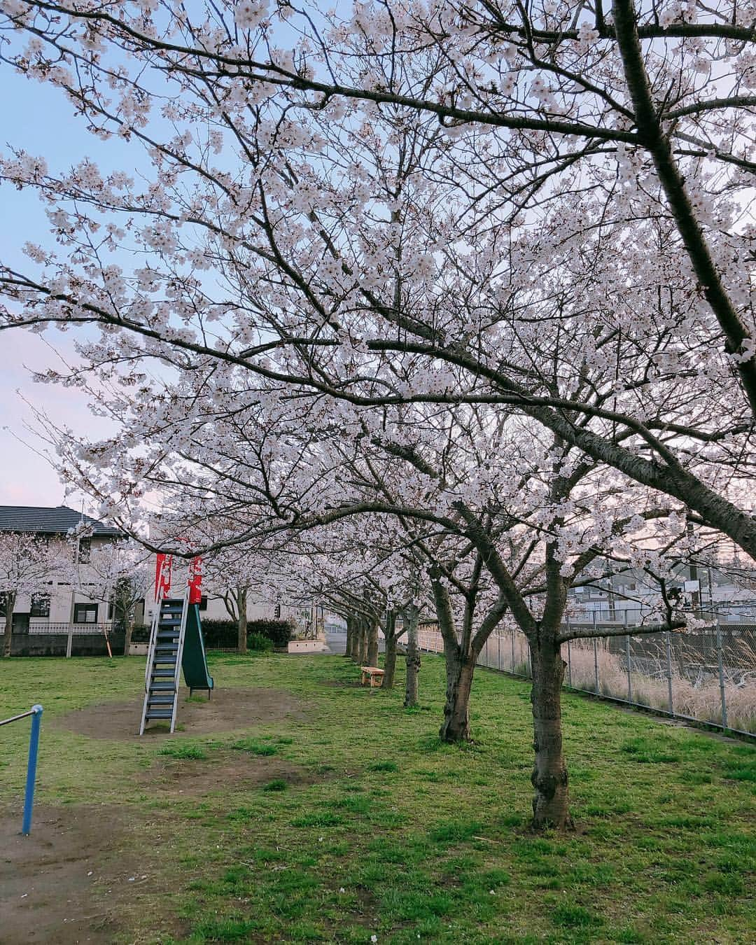 岡部亜紀さんのインスタグラム写真 - (岡部亜紀Instagram)「近所でお花見🌸 #桜 #花見 #april  #cherryblossom #上総一ノ宮駅 #猫と桜」4月1日 15時07分 - akiokabe