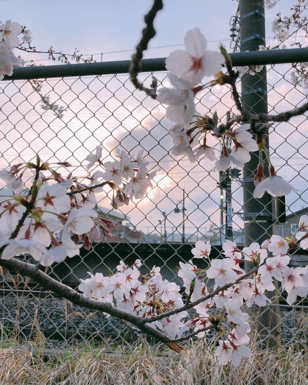 岡部亜紀さんのインスタグラム写真 - (岡部亜紀Instagram)「近所でお花見🌸 #桜 #花見 #april  #cherryblossom #上総一ノ宮駅 #猫と桜」4月1日 15時07分 - akiokabe