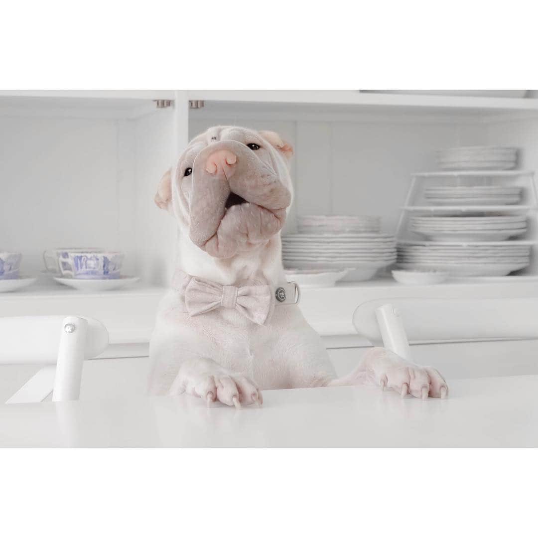 annie&pADdinGtoNさんのインスタグラム写真 - (annie&pADdinGtoNInstagram)「I’ll have the club sandwich fanks 🥪 #waiter #foodies #lambington #sharpei #sharpeisofinstagram #sharpeipuppy #puppy #dog #doggo #dogs #dogsofinstagram #puppy #puppiesofinstagram #love #bowtie #wrinkles #kitchen #spode #frenchcountry #pastel #instagood #weeklyfluff #iloveyoutothemoonandback」4月1日 15時11分 - anniepaddington