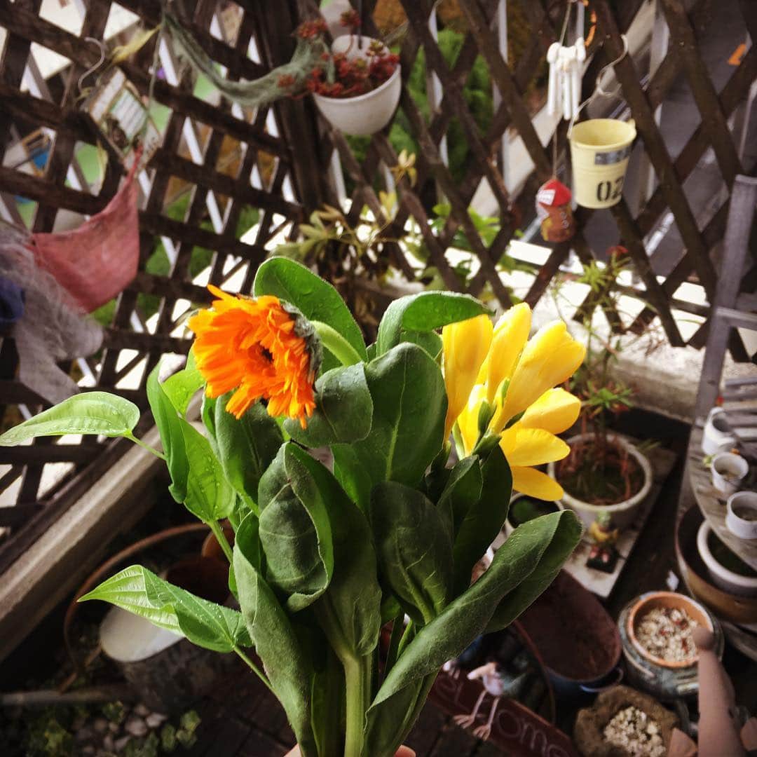 五十嵐恭雄さんのインスタグラム写真 - (五十嵐恭雄Instagram)「自宅のベランダ🏠 でパソコンで作業したり、本読んだり、大好きな場所✍️ ここで飾っている花は、  めざましテレビでも紹介された、お花の定期便  @bloomeelife さんからお花が届いて飾っていますー！🌸 多肉植物多めのベランダだったので、キレイな花を咲かせていて、なんか活気が出るような。🌸 今Bloomee LIFEさんでは登録してくださった方に 「初回無料クーポン✨」がプレゼントされるとの事ー！  クーポンコード：orange461 ※有効期限：2019年5月31日  週末留守にしてる時が多いので、ポストに届くので、受け取りが楽だった🙋‍♂️季節のお花がランダムに届くのはええですねー！  #bloomeelife #花 #庭いじり #ベランダ #ベランダガーデニング #flower #庭 #garden #植物 #植物のある暮らし  #植物大好き #花大好き」4月1日 15時15分 - yasuo_ikarashi_