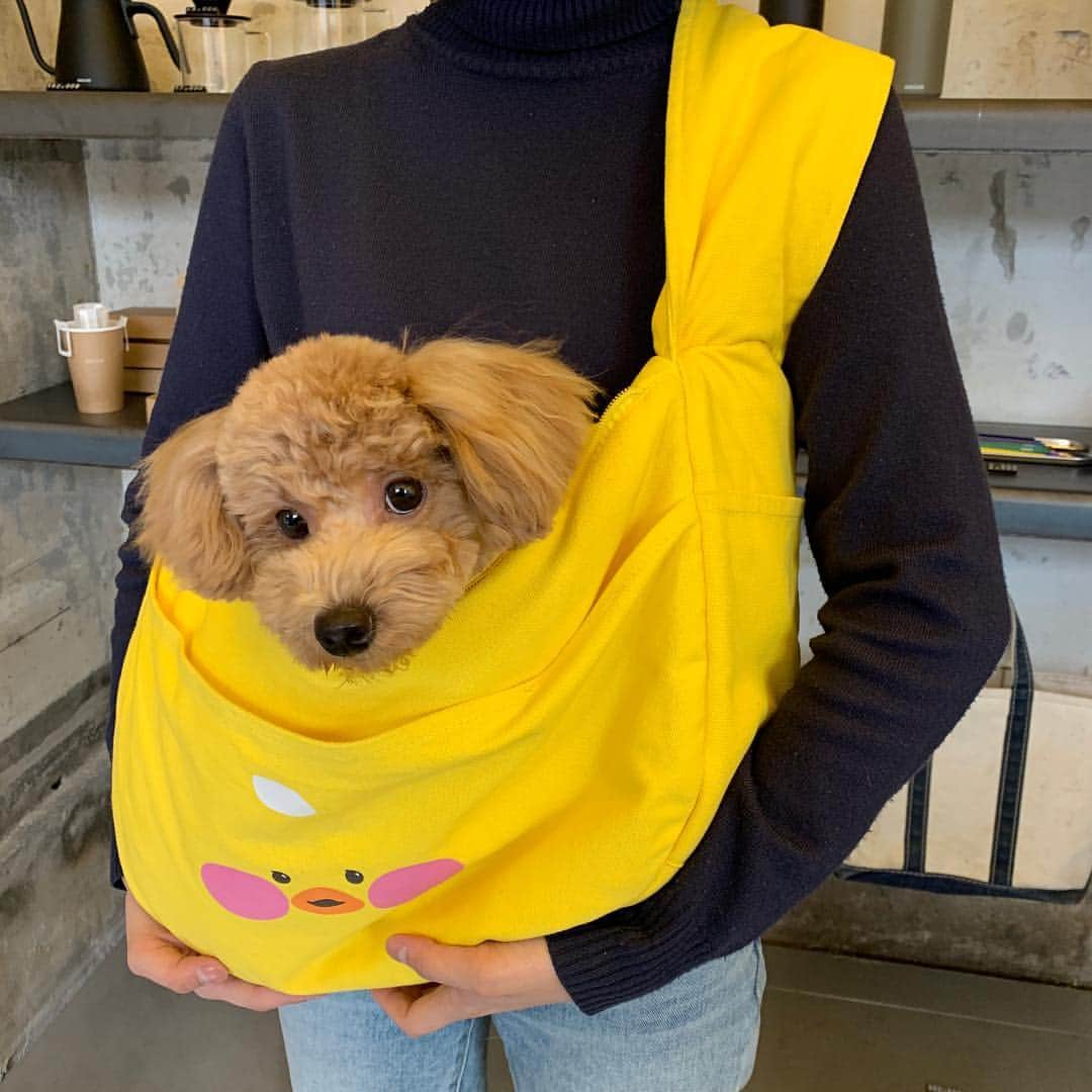 Chuuさんのインスタグラム写真 - (ChuuInstagram)「왜 이렇게 귀엽덕 #빵빵츄」4月1日 15時16分 - chuu_official