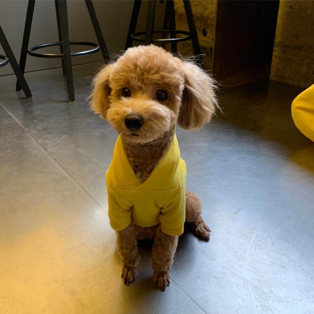 Chuuさんのインスタグラム写真 - (ChuuInstagram)「왜 이렇게 귀엽덕 #빵빵츄」4月1日 15時16分 - chuu_official