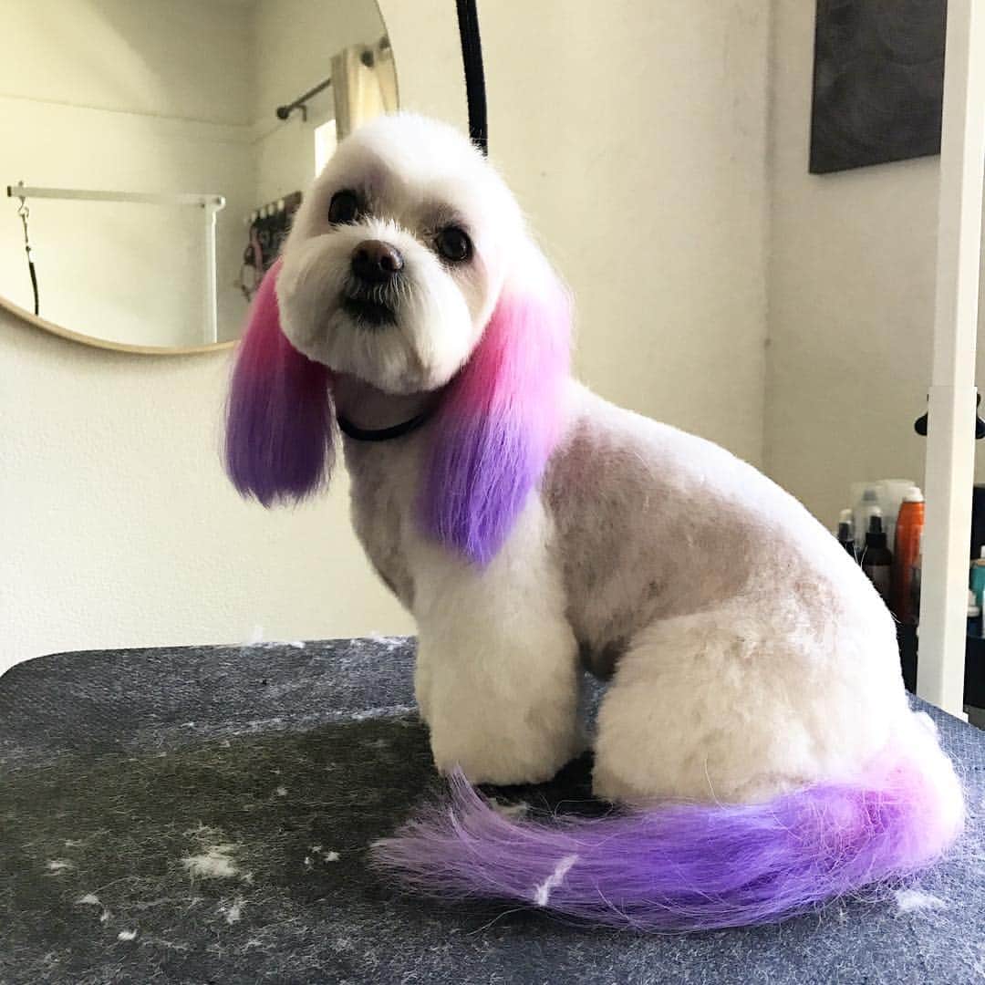 Dogs by Ginaのインスタグラム：「Lucy」