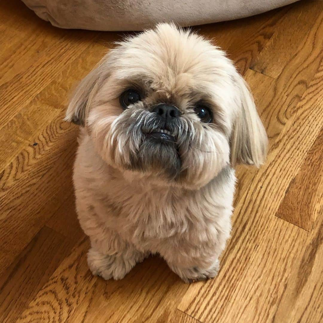 Dougie the Shih Tzuさんのインスタグラム写真 - (Dougie the Shih TzuInstagram)「Miss me much?」4月1日 6時28分 - dailydougie