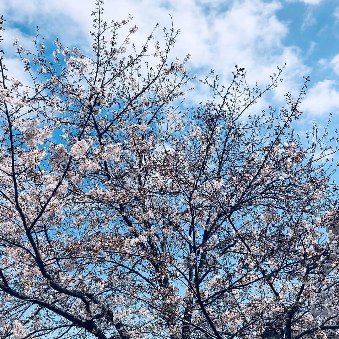 西島知宏のインスタグラム：「#桜 #春」