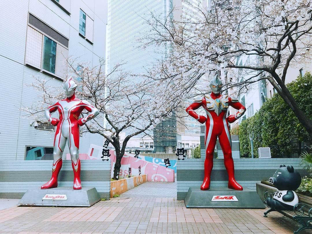 伊藤京子さんのインスタグラム写真 - (伊藤京子Instagram)「TBSにいるウルトラマン！ と、桜🌸🌸🌸 毎年この時期にここで写真を撮っているような気がします☺️🌸 . . 3月末で2年間お世話になったはやドキを卒業しました! 思えばモーサテからはやドキと5年間も早朝生活でしたが、とっても充実した時間を過ごさせていただきました✨ . 朝早く起きて良かった！ なんだか楽しそうな番組だなぁ〜 なんて、思ってもらえたらとオンエアに臨んでいましたが、逆に私が皆さんから力を貰うことばかりで。 温かいコメントに何度パワーをもらったことか。♡ 本当にありがとうございました😊✨✨ . #スタイルプラスの時から観ていてくださった方#モーサテやオレアル時代から応援してくださった方#はやドキを見てコメントしてくださった方#感謝の気持ちでいっぱいです♡ #スタッフさん出演者の皆さんからは手紙や寄せ書きプレゼントをいただきました#嬉しくて涙ぽろぽろ #良い人たちに恵まれて感謝だなぁ♡♡ #はやドキ」4月1日 6時43分 - kyoko_ito1128