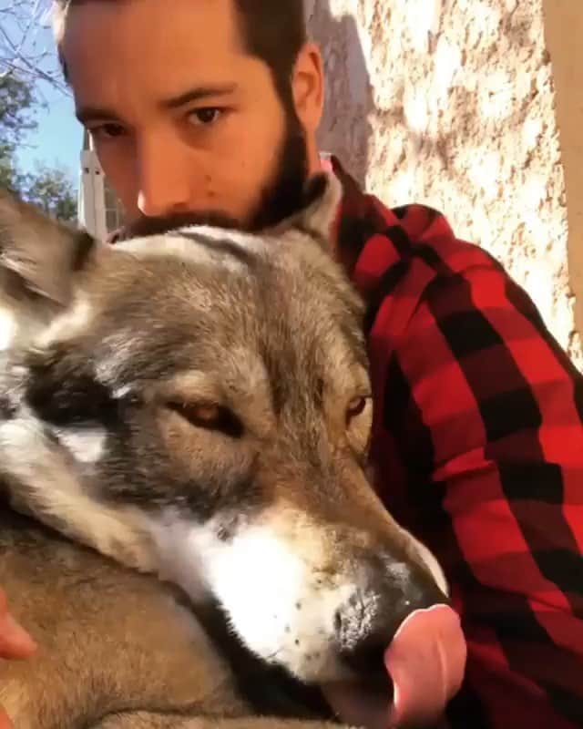 WildLifeのインスタグラム：「Video/Caption by @wolf_instinct  Hello pack! Yes, Njörd has strong personality. I don’t sell dreams to people. Real wolfdogs are incredible companions but they can also make you live a hell if you are not ready for that!  I always say that the most important thing to have a wolfdog is the mind. It’s very important to have a strong mind to face the hard times.  People who make you think it's easy are liars, people who only show you the good side are irresponsible. No it's not easy! It takes time, a lot of responsability and work. Sometimes with successes and sometimes failures.  It’s in failures that having a strong mind will help you not to give up. You have to trust yourself. In this video I want to show you the other face that a wolfdog can have. Yes it's impressive! Of course here I just play with Njörd's nose, he is not bad. It’s only to illustrate my words.  To take a wolfdog is also to accept that maybe one day you will see this face for many reasons (foods, dogs ...). When we take an animal we take it with his good days and sometimes bad days.  t's very important to think about that too.」