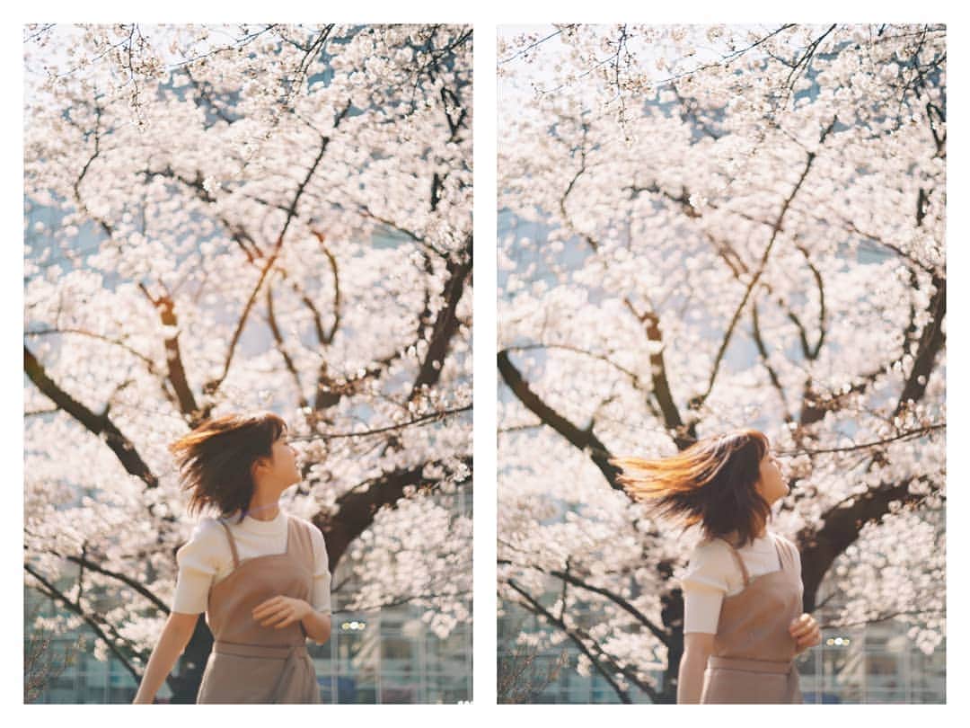 もろんのんさんのインスタグラム写真 - (もろんのんInstagram)「桜、満開。 . 弘中さんの写真をたくさんの人に見て頂いて嬉しいです。 YahooニュースやLINEニュースにも載ったみたいでびっくりしました。 弘中さんから見に来てくださった方ありがとうございます…！🌸 #hironakaayaka_by_moron @hironaka_ayaka #弘中綾香」4月1日 7時00分 - moron_non