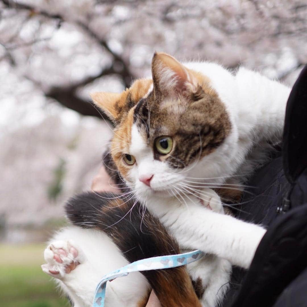 みかんさんのインスタグラム写真 - (みかんInstagram)「. Good morning〜☀️→☔️ . お花見の思い出にゃん🌸 . #猫とお花見 . .  #足長マンチカン #munchkin #柑橘姉弟 #ネコ #catstagram #cats_of_instagram #ig_catclub  #whim_fluffy #excellent_cats #cat_of_instagram #catsloversworld #ニャンコキュートクラブ #nekoclub #にゃび #みんねこ #cat #instacat #bestcataward #eclatcat #にゃんすたぐらむ #ペコねこ部」4月1日 6時58分 - aja.ri