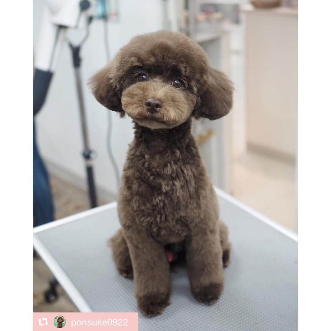 菊井彰子さんのインスタグラム写真 - (菊井彰子Instagram)「宝物🤦‍♀️❤️ #家族  #トイプードル #🐻」4月1日 6時59分 - yanakiku_kiku