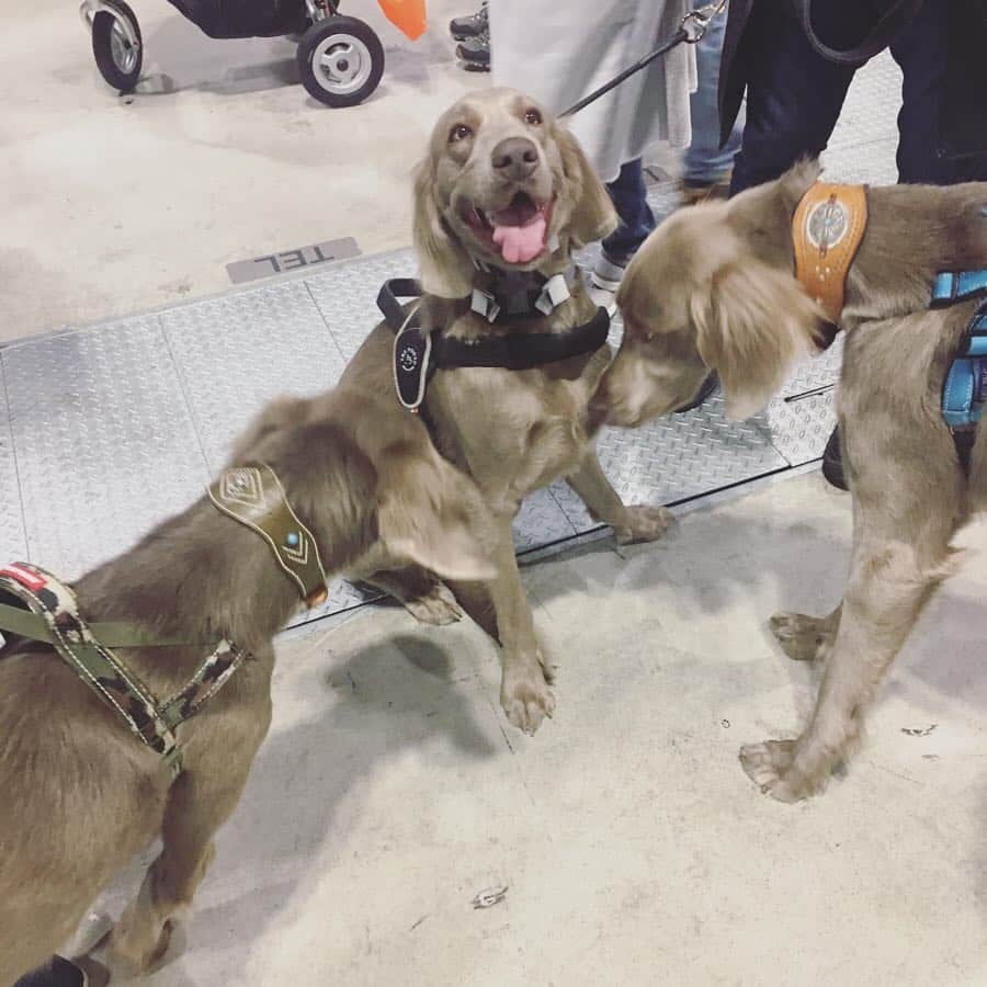 宮前真樹さんのインスタグラム写真 - (宮前真樹Instagram)「#にゃは インターペット2019  初めての犬イベントへ 犬事情の情報収集と…最大の目的は〜 ここで毎日見ているワイマラナーさん達に会うこと！！ . . 到着してすぐにTRUEさんに会えて（写真撮り損ない涙） テキーラさんLustyさんとは わちゃわちゃ写真が撮れた！ 仲良くしてくれてありがとう♡  他にも初めましての子達にもご挨拶出来て また後で会えた時に写真撮ってもらお〜と思ってたら 意外と再会ならず😢  それにしてもワンコ天国でした！ 超大型犬もちらほら見かけ エルマーが小さい犬かと錯覚する😂. . お買い得オヤツも買って お友達にも会えて沢山歩いて エルマーと私はぐったり爆睡でした笑  またお会い出来る日を楽しみにしています🐕💕 #ワイマ先輩 #ありがとうございました #ワイマラナーロングヘアード  #大型犬のいる暮らし #でもやっぱり #小型犬が圧倒的に多いのね 私に見えている世界には大型犬ばかりなんだけどなー笑  それにしても エルマーの顔が嬉しそう #ウキウキ顔」4月1日 7時02分 - miyamaemaki0116