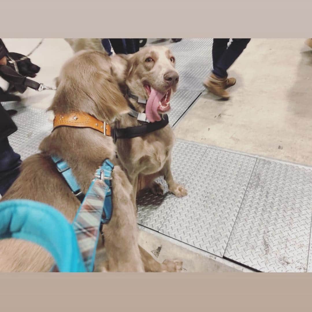宮前真樹さんのインスタグラム写真 - (宮前真樹Instagram)「#にゃは インターペット2019  初めての犬イベントへ 犬事情の情報収集と…最大の目的は〜 ここで毎日見ているワイマラナーさん達に会うこと！！ . . 到着してすぐにTRUEさんに会えて（写真撮り損ない涙） テキーラさんLustyさんとは わちゃわちゃ写真が撮れた！ 仲良くしてくれてありがとう♡  他にも初めましての子達にもご挨拶出来て また後で会えた時に写真撮ってもらお〜と思ってたら 意外と再会ならず😢  それにしてもワンコ天国でした！ 超大型犬もちらほら見かけ エルマーが小さい犬かと錯覚する😂. . お買い得オヤツも買って お友達にも会えて沢山歩いて エルマーと私はぐったり爆睡でした笑  またお会い出来る日を楽しみにしています🐕💕 #ワイマ先輩 #ありがとうございました #ワイマラナーロングヘアード  #大型犬のいる暮らし #でもやっぱり #小型犬が圧倒的に多いのね 私に見えている世界には大型犬ばかりなんだけどなー笑  それにしても エルマーの顔が嬉しそう #ウキウキ顔」4月1日 7時02分 - miyamaemaki0116