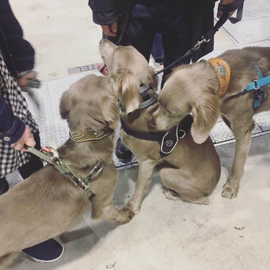 宮前真樹さんのインスタグラム写真 - (宮前真樹Instagram)「#にゃは インターペット2019  初めての犬イベントへ 犬事情の情報収集と…最大の目的は〜 ここで毎日見ているワイマラナーさん達に会うこと！！ . . 到着してすぐにTRUEさんに会えて（写真撮り損ない涙） テキーラさんLustyさんとは わちゃわちゃ写真が撮れた！ 仲良くしてくれてありがとう♡  他にも初めましての子達にもご挨拶出来て また後で会えた時に写真撮ってもらお〜と思ってたら 意外と再会ならず😢  それにしてもワンコ天国でした！ 超大型犬もちらほら見かけ エルマーが小さい犬かと錯覚する😂. . お買い得オヤツも買って お友達にも会えて沢山歩いて エルマーと私はぐったり爆睡でした笑  またお会い出来る日を楽しみにしています🐕💕 #ワイマ先輩 #ありがとうございました #ワイマラナーロングヘアード  #大型犬のいる暮らし #でもやっぱり #小型犬が圧倒的に多いのね 私に見えている世界には大型犬ばかりなんだけどなー笑  それにしても エルマーの顔が嬉しそう #ウキウキ顔」4月1日 7時02分 - miyamaemaki0116