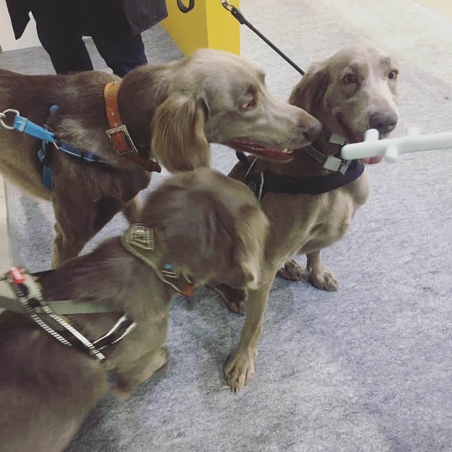 宮前真樹さんのインスタグラム写真 - (宮前真樹Instagram)「#にゃは インターペット2019  初めての犬イベントへ 犬事情の情報収集と…最大の目的は〜 ここで毎日見ているワイマラナーさん達に会うこと！！ . . 到着してすぐにTRUEさんに会えて（写真撮り損ない涙） テキーラさんLustyさんとは わちゃわちゃ写真が撮れた！ 仲良くしてくれてありがとう♡  他にも初めましての子達にもご挨拶出来て また後で会えた時に写真撮ってもらお〜と思ってたら 意外と再会ならず😢  それにしてもワンコ天国でした！ 超大型犬もちらほら見かけ エルマーが小さい犬かと錯覚する😂. . お買い得オヤツも買って お友達にも会えて沢山歩いて エルマーと私はぐったり爆睡でした笑  またお会い出来る日を楽しみにしています🐕💕 #ワイマ先輩 #ありがとうございました #ワイマラナーロングヘアード  #大型犬のいる暮らし #でもやっぱり #小型犬が圧倒的に多いのね 私に見えている世界には大型犬ばかりなんだけどなー笑  それにしても エルマーの顔が嬉しそう #ウキウキ顔」4月1日 7時02分 - miyamaemaki0116