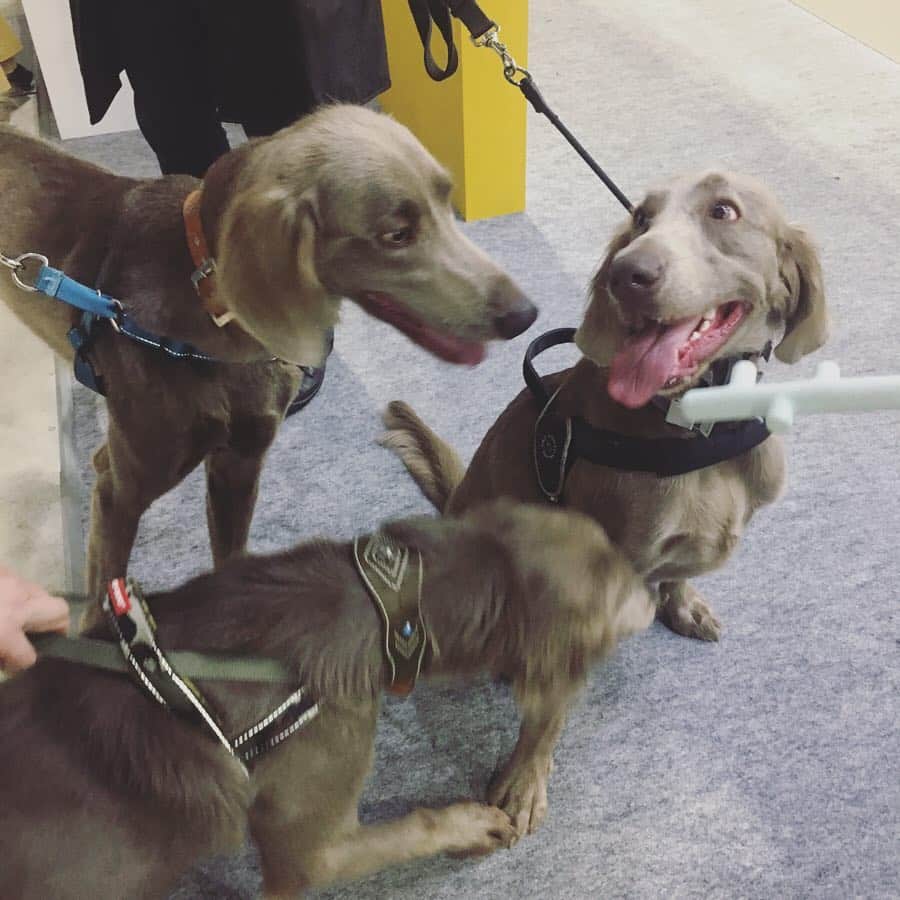 宮前真樹さんのインスタグラム写真 - (宮前真樹Instagram)「#にゃは インターペット2019  初めての犬イベントへ 犬事情の情報収集と…最大の目的は〜 ここで毎日見ているワイマラナーさん達に会うこと！！ . . 到着してすぐにTRUEさんに会えて（写真撮り損ない涙） テキーラさんLustyさんとは わちゃわちゃ写真が撮れた！ 仲良くしてくれてありがとう♡  他にも初めましての子達にもご挨拶出来て また後で会えた時に写真撮ってもらお〜と思ってたら 意外と再会ならず😢  それにしてもワンコ天国でした！ 超大型犬もちらほら見かけ エルマーが小さい犬かと錯覚する😂. . お買い得オヤツも買って お友達にも会えて沢山歩いて エルマーと私はぐったり爆睡でした笑  またお会い出来る日を楽しみにしています🐕💕 #ワイマ先輩 #ありがとうございました #ワイマラナーロングヘアード  #大型犬のいる暮らし #でもやっぱり #小型犬が圧倒的に多いのね 私に見えている世界には大型犬ばかりなんだけどなー笑  それにしても エルマーの顔が嬉しそう #ウキウキ顔」4月1日 7時02分 - miyamaemaki0116