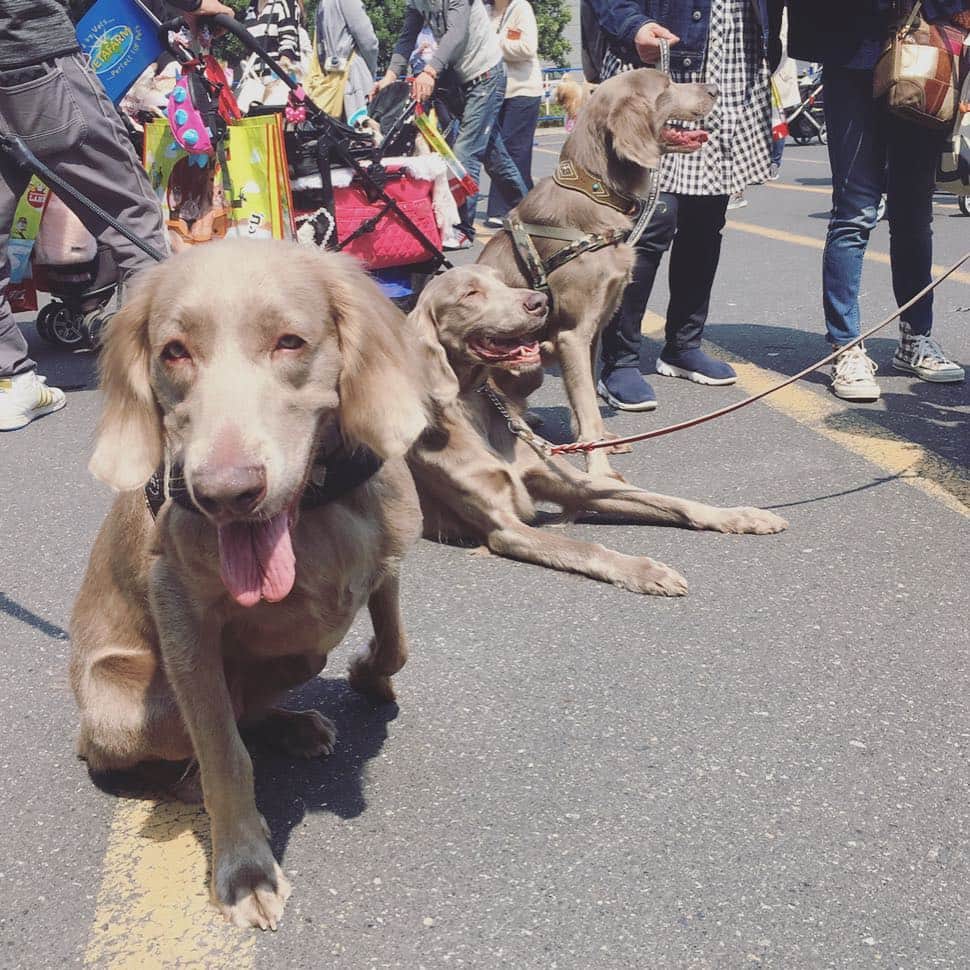 宮前真樹さんのインスタグラム写真 - (宮前真樹Instagram)「#にゃは インターペット2019  初めての犬イベントへ 犬事情の情報収集と…最大の目的は〜 ここで毎日見ているワイマラナーさん達に会うこと！！ . . 到着してすぐにTRUEさんに会えて（写真撮り損ない涙） テキーラさんLustyさんとは わちゃわちゃ写真が撮れた！ 仲良くしてくれてありがとう♡  他にも初めましての子達にもご挨拶出来て また後で会えた時に写真撮ってもらお〜と思ってたら 意外と再会ならず😢  それにしてもワンコ天国でした！ 超大型犬もちらほら見かけ エルマーが小さい犬かと錯覚する😂. . お買い得オヤツも買って お友達にも会えて沢山歩いて エルマーと私はぐったり爆睡でした笑  またお会い出来る日を楽しみにしています🐕💕 #ワイマ先輩 #ありがとうございました #ワイマラナーロングヘアード  #大型犬のいる暮らし #でもやっぱり #小型犬が圧倒的に多いのね 私に見えている世界には大型犬ばかりなんだけどなー笑  それにしても エルマーの顔が嬉しそう #ウキウキ顔」4月1日 7時02分 - miyamaemaki0116
