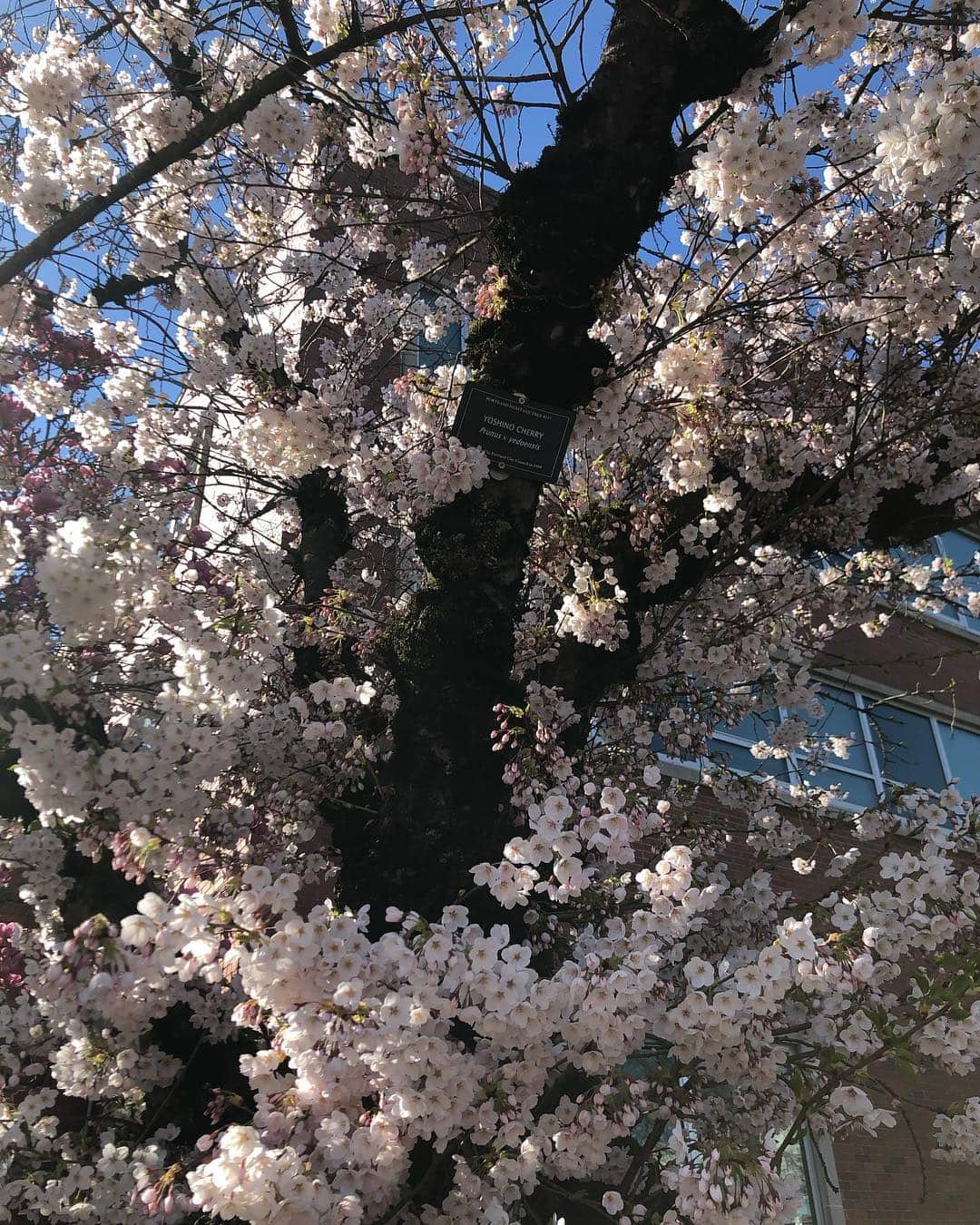 Tessaさんのインスタグラム写真 - (TessaInstagram)「Some pictures from yesterday’s adventures 🌸Thank you @phelpsu_ for the second photo!」4月1日 7時19分 - hiso.neko